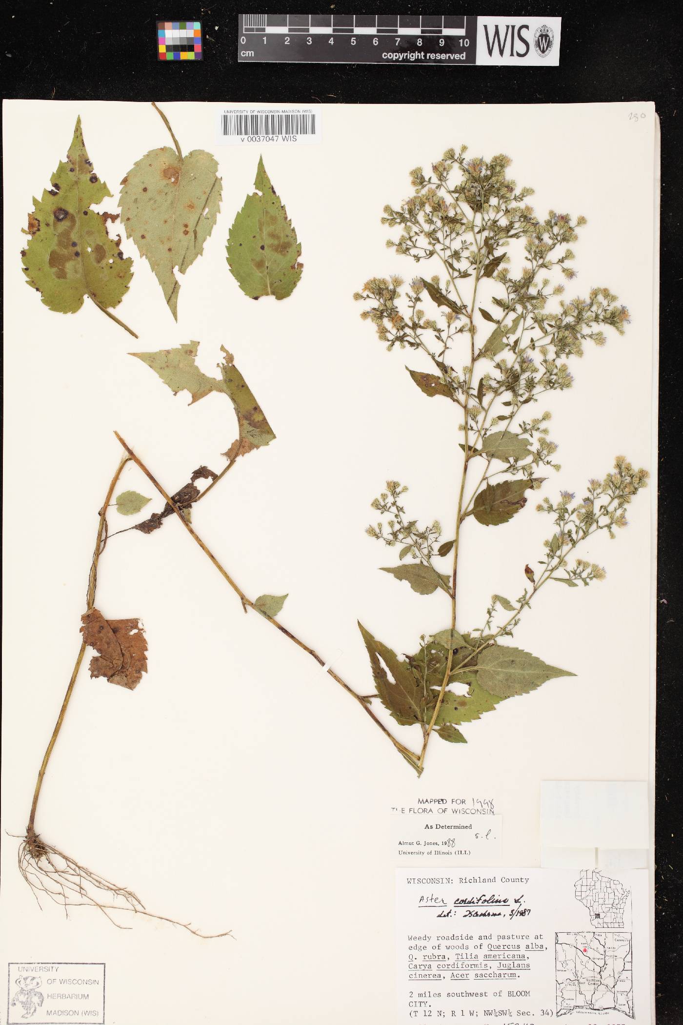 Symphyotrichum cordifolium image