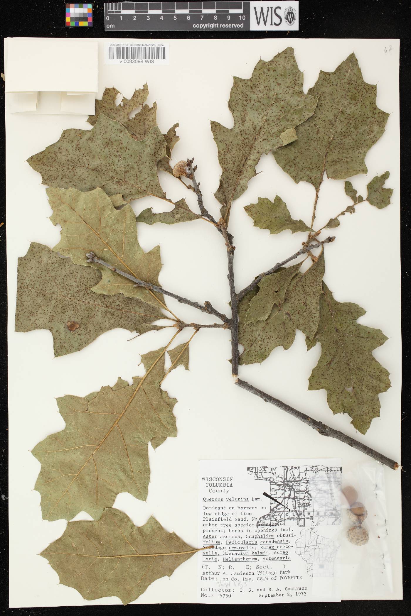 Quercus velutina image