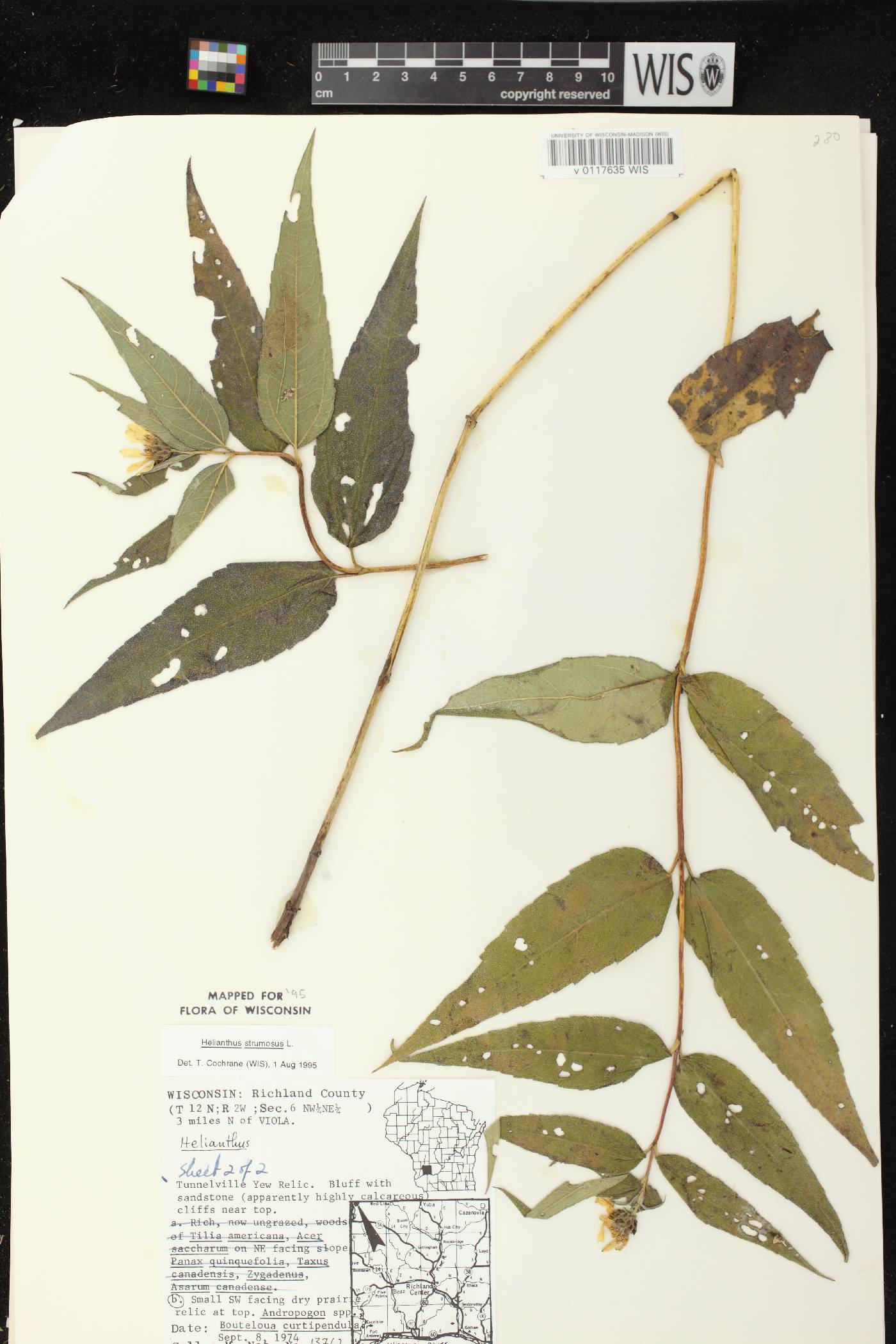 Helianthus strumosus image