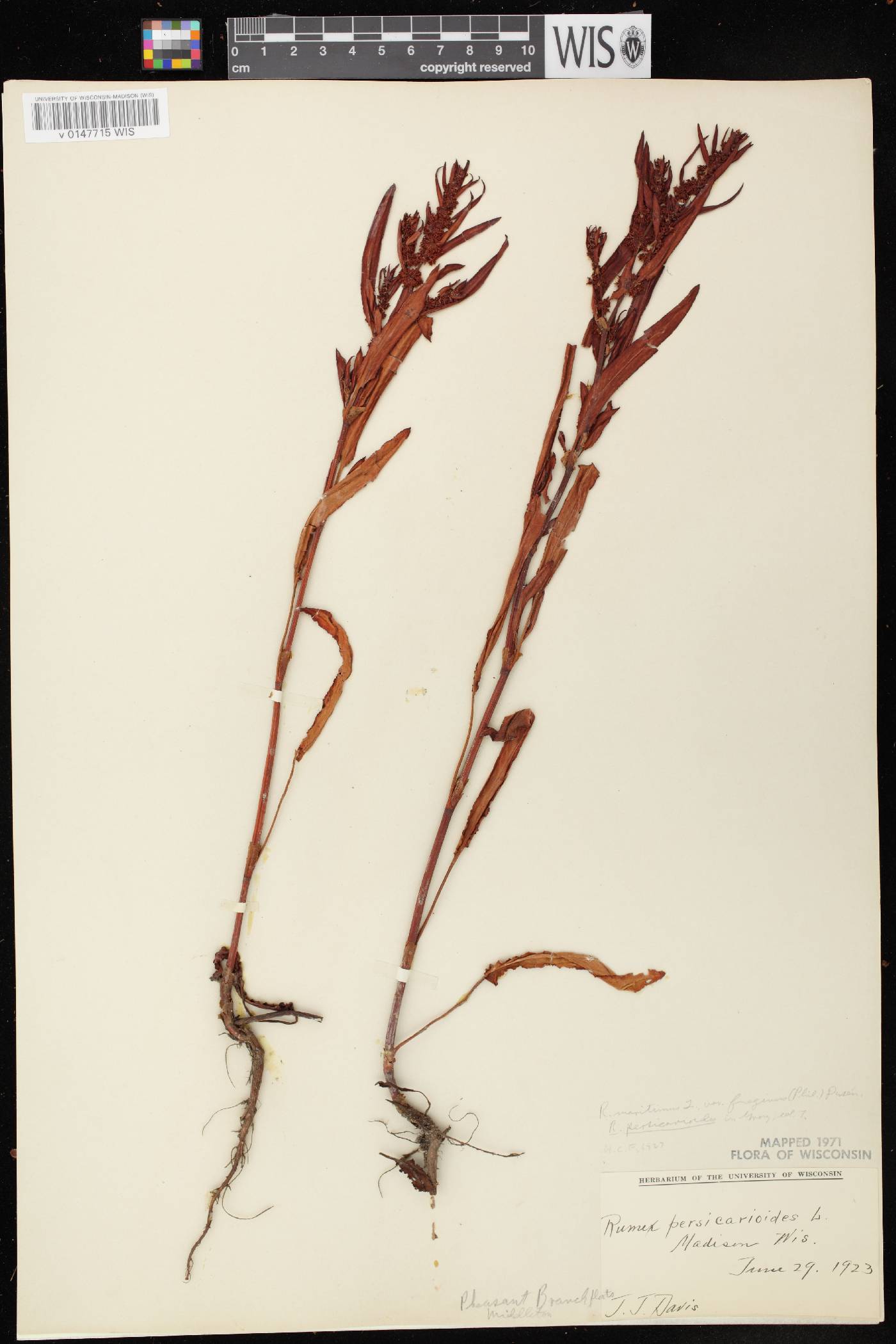 Rumex fueginus image