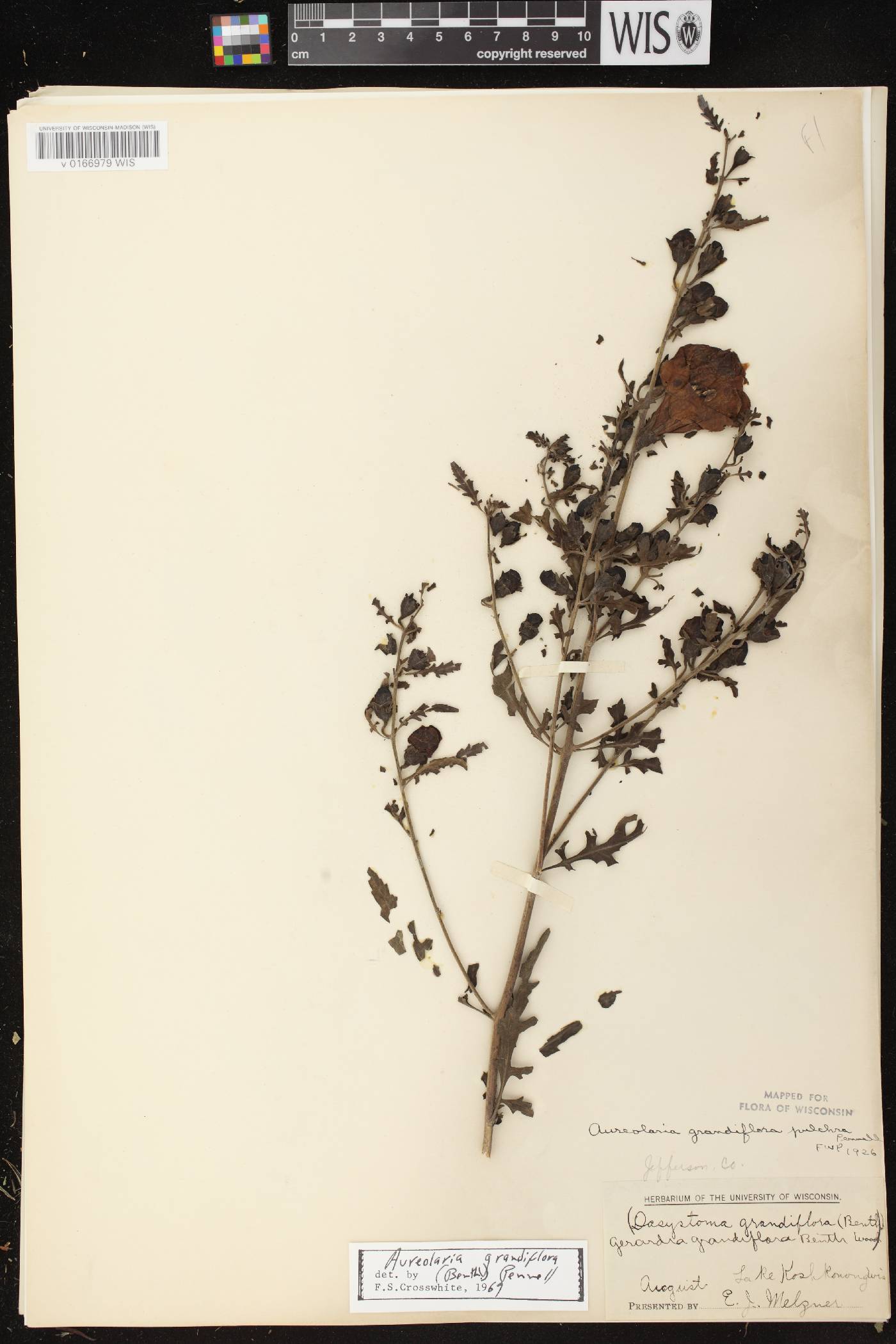 Aureolaria grandiflora var. pulchra image