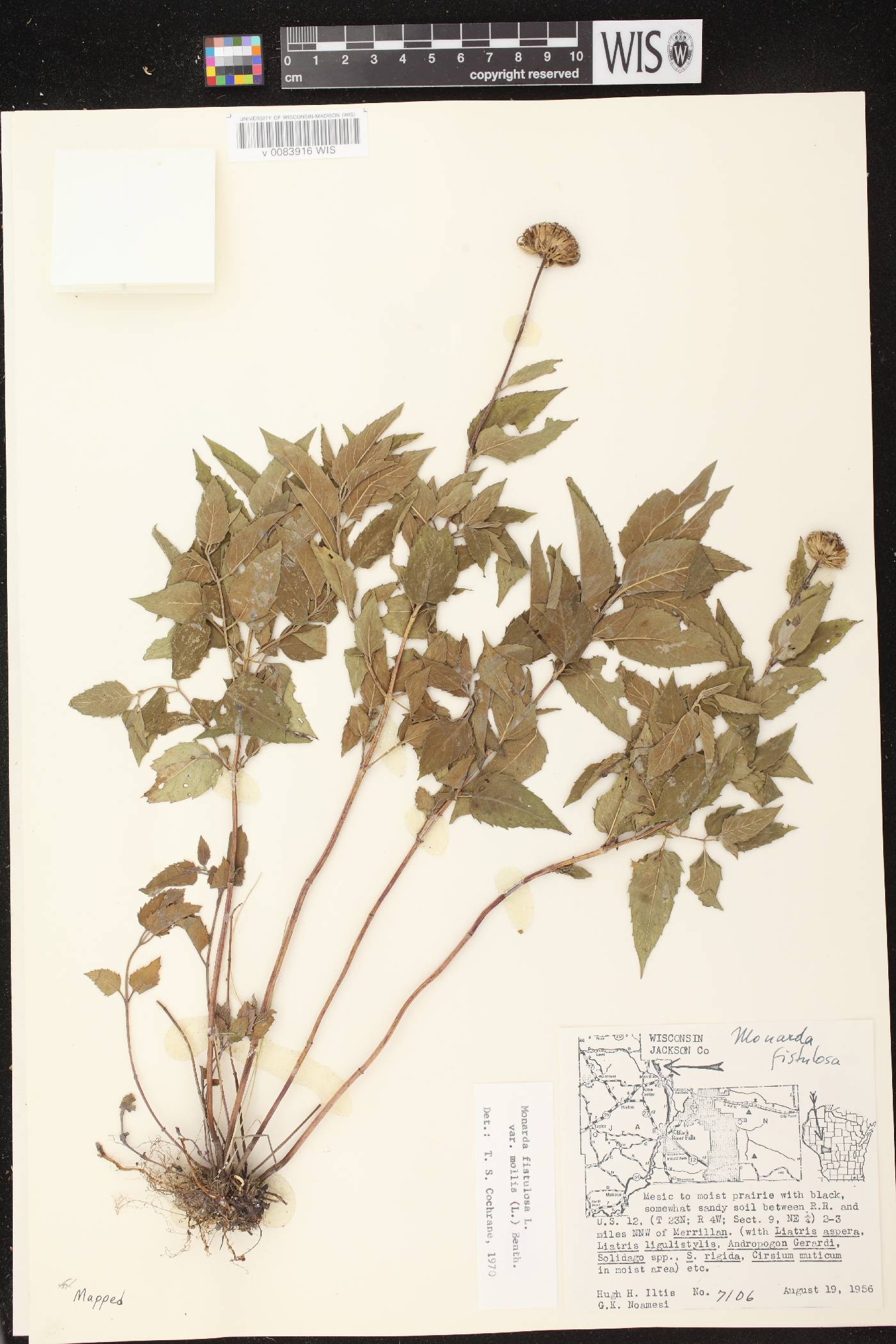 Monarda fistulosa image