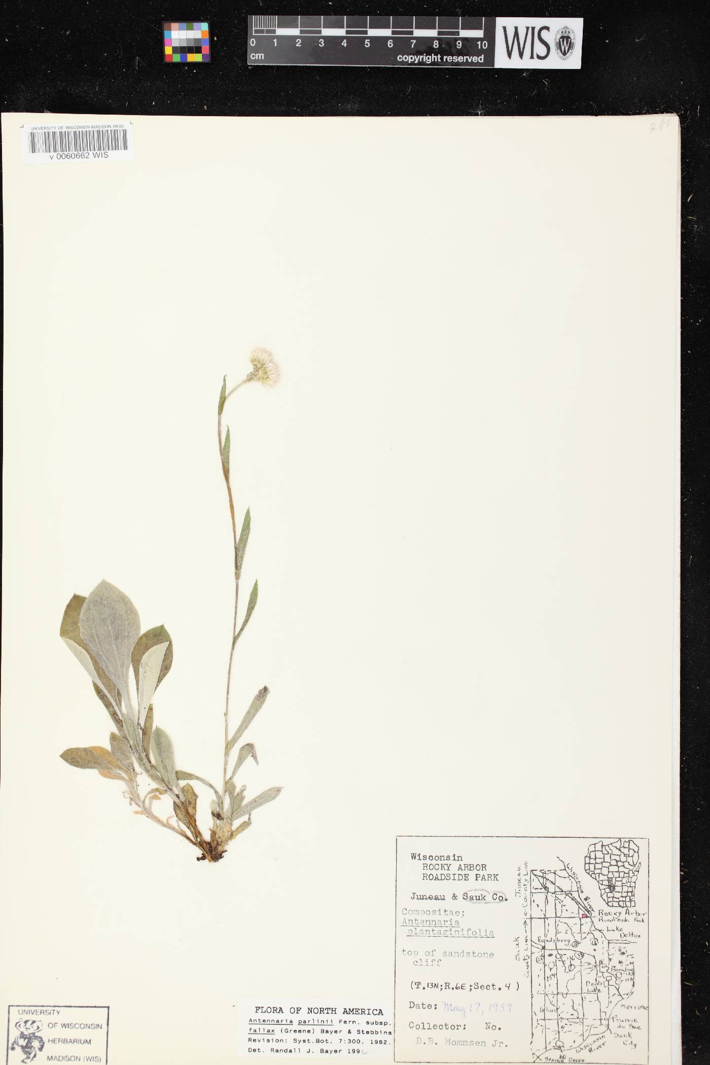 Antennaria parlinii subsp. fallax image