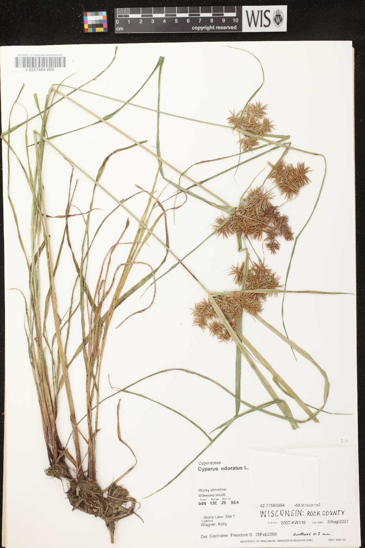 Cyperus odoratus image