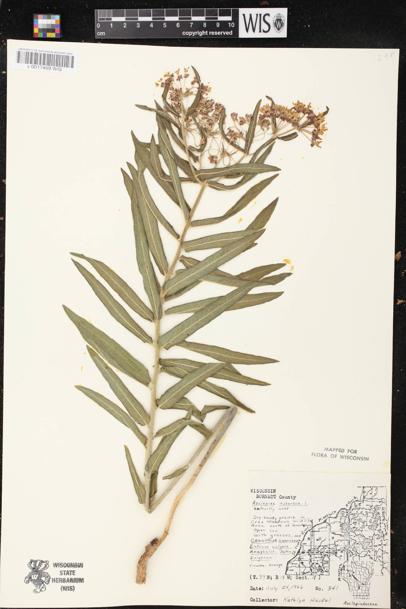 Asclepias tuberosa image