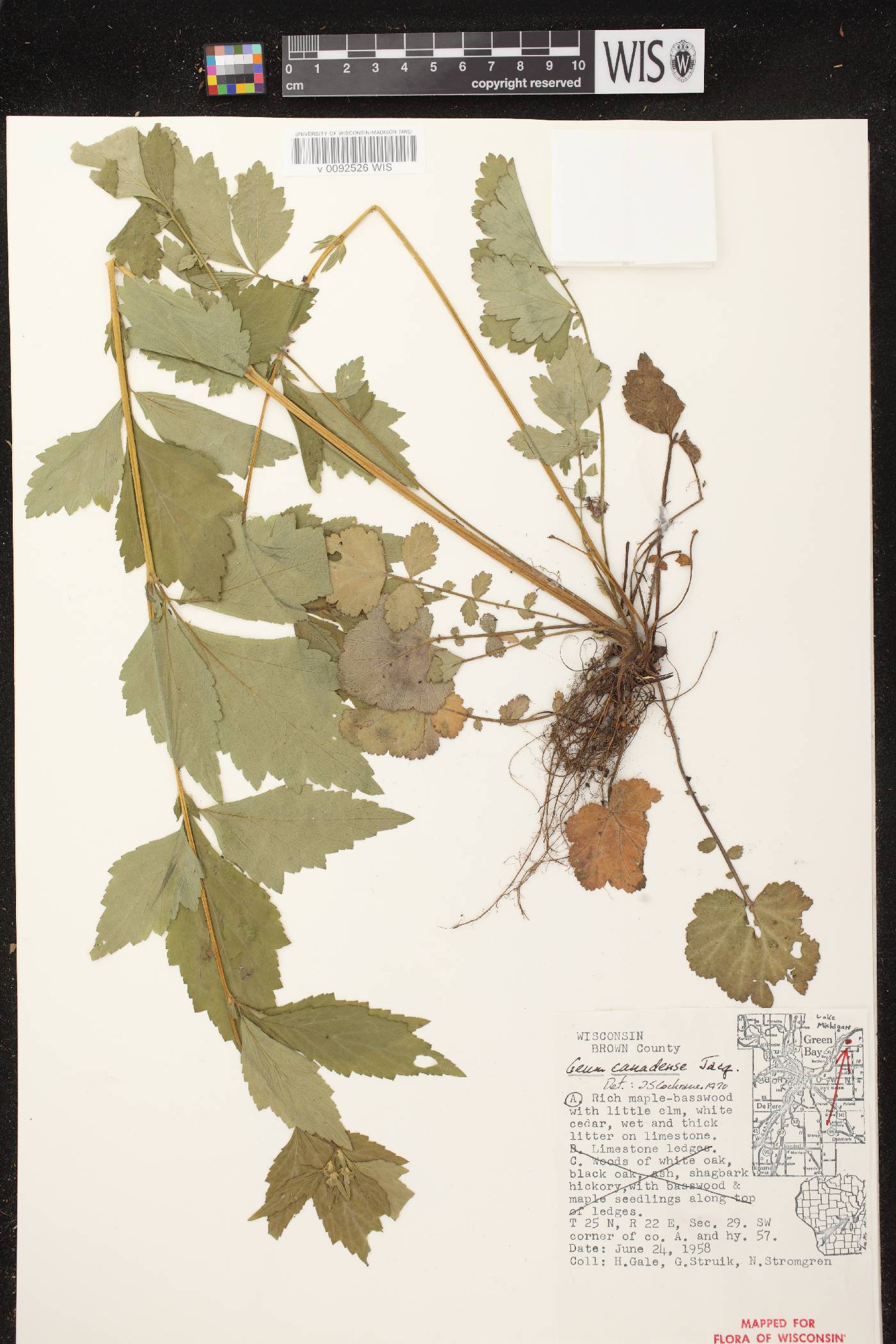 Geum canadense image