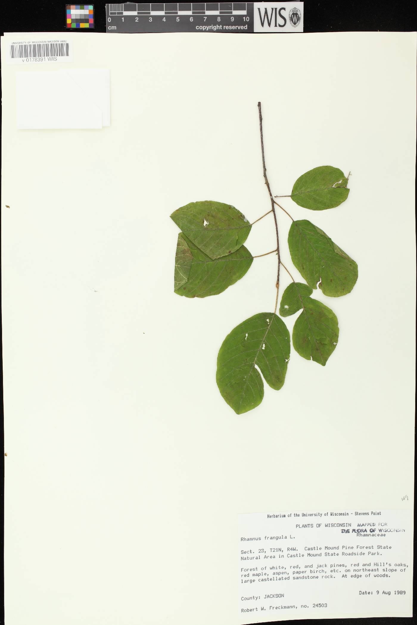 Frangula alnus image