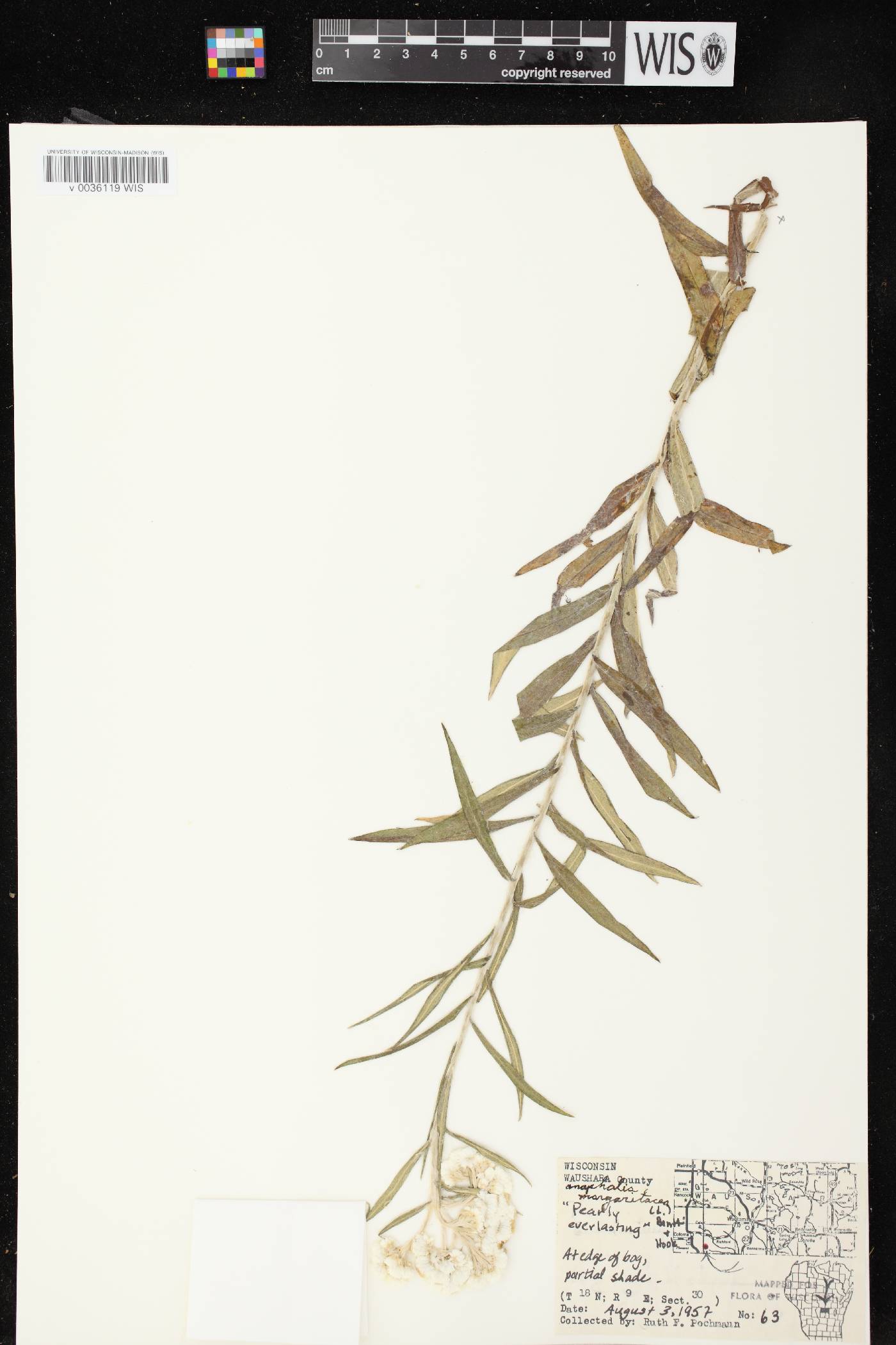 Anaphalis margaritacea image