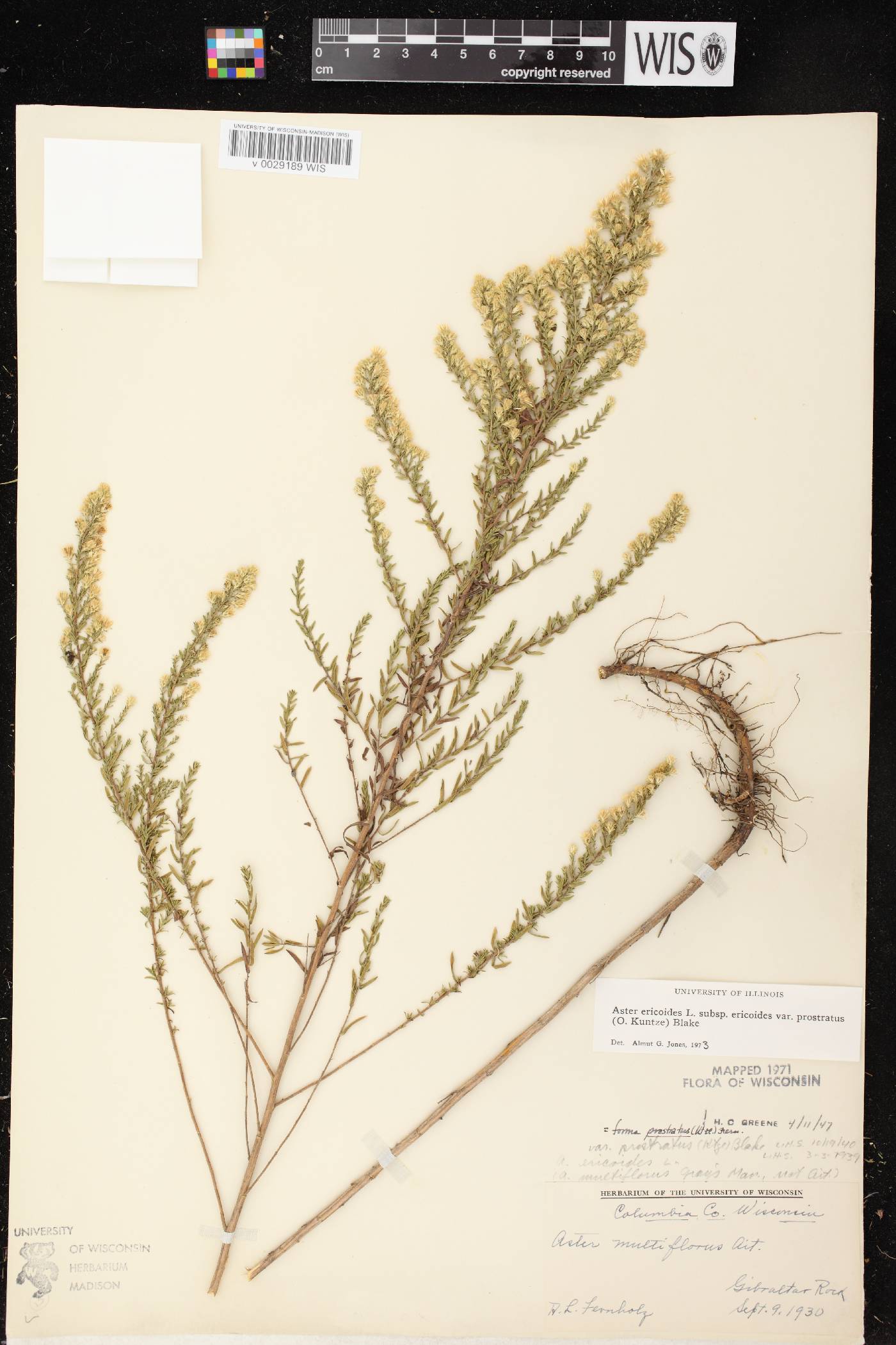 Symphyotrichum ericoides image