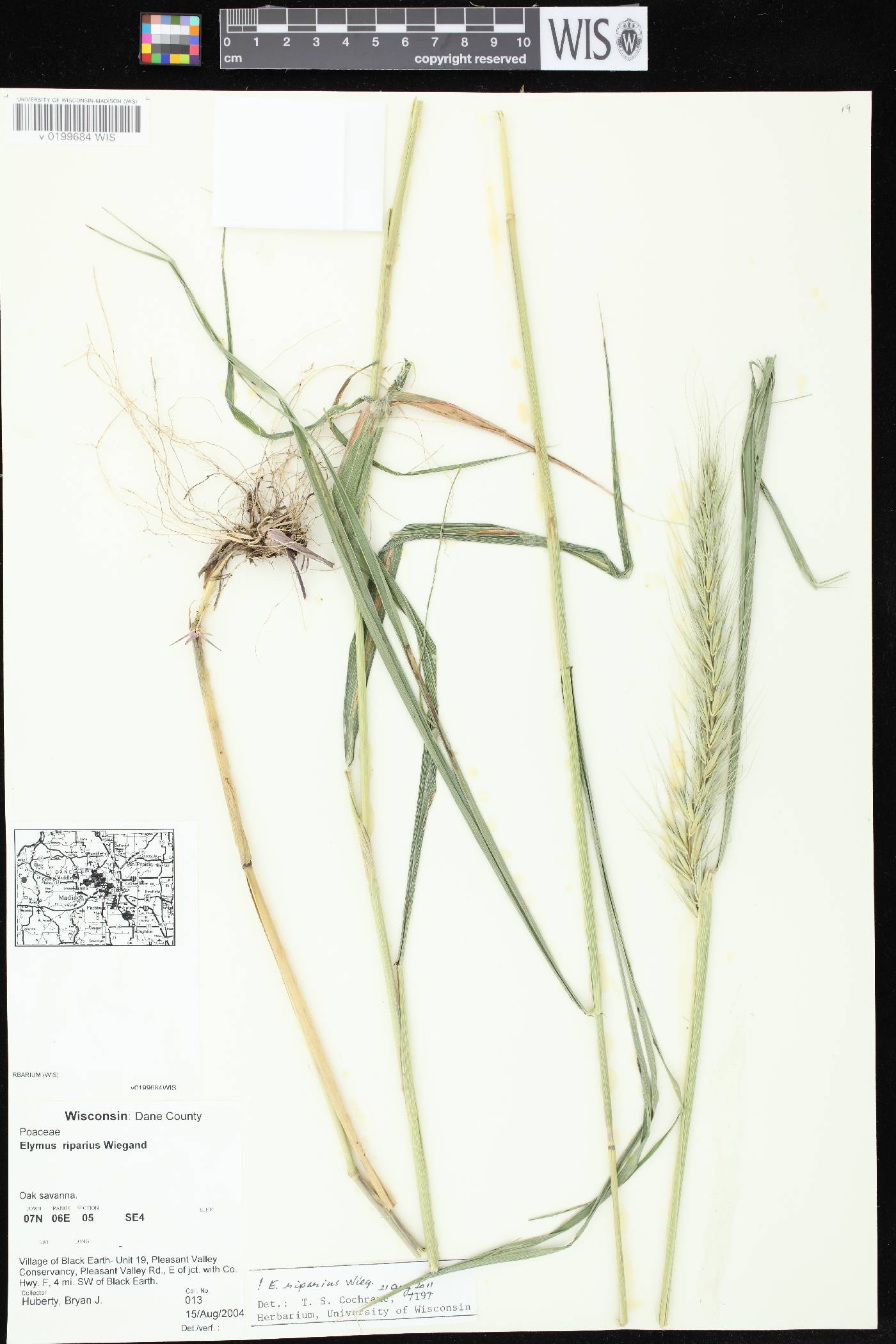 Elymus riparius image