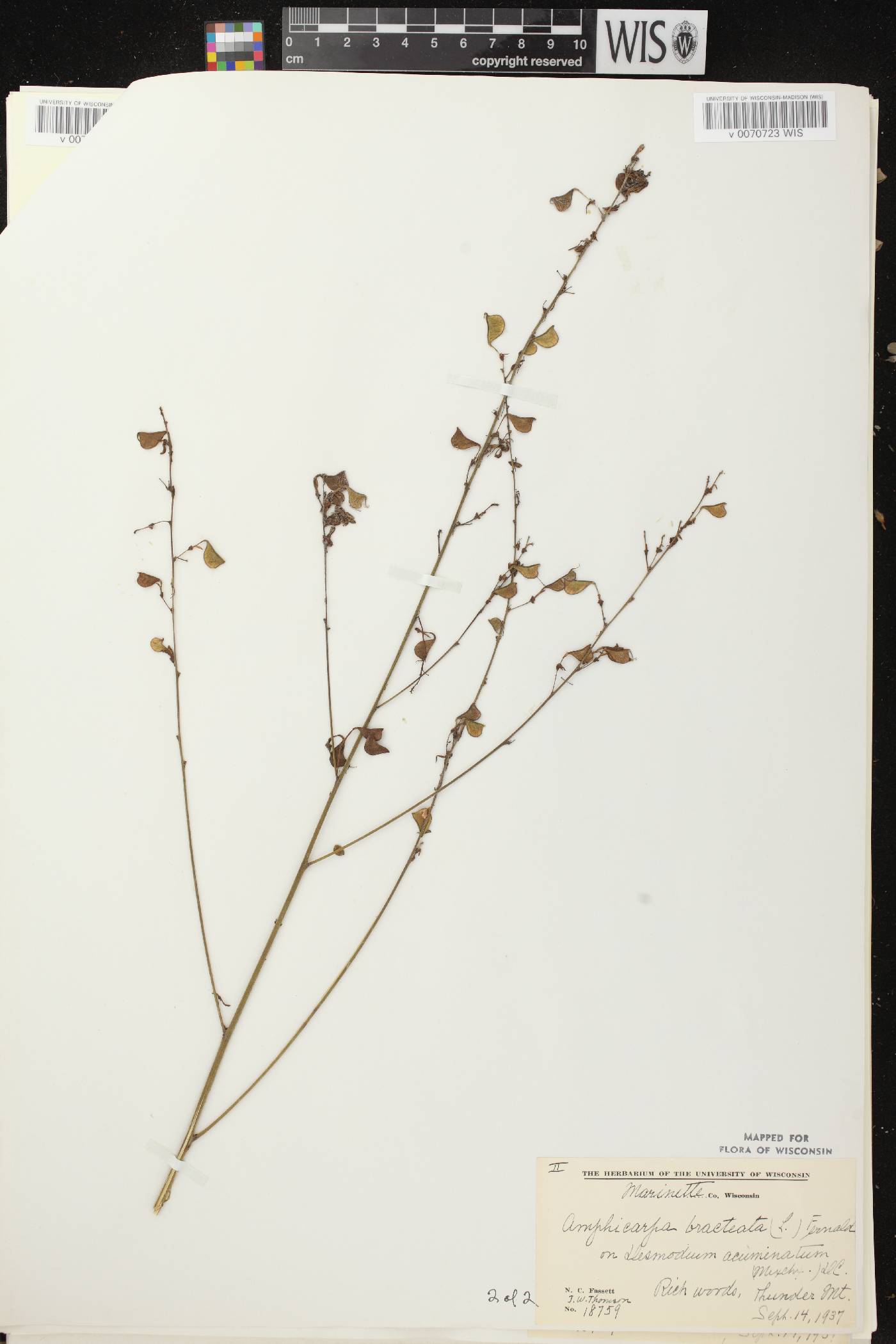 Amphicarpaea bracteata image