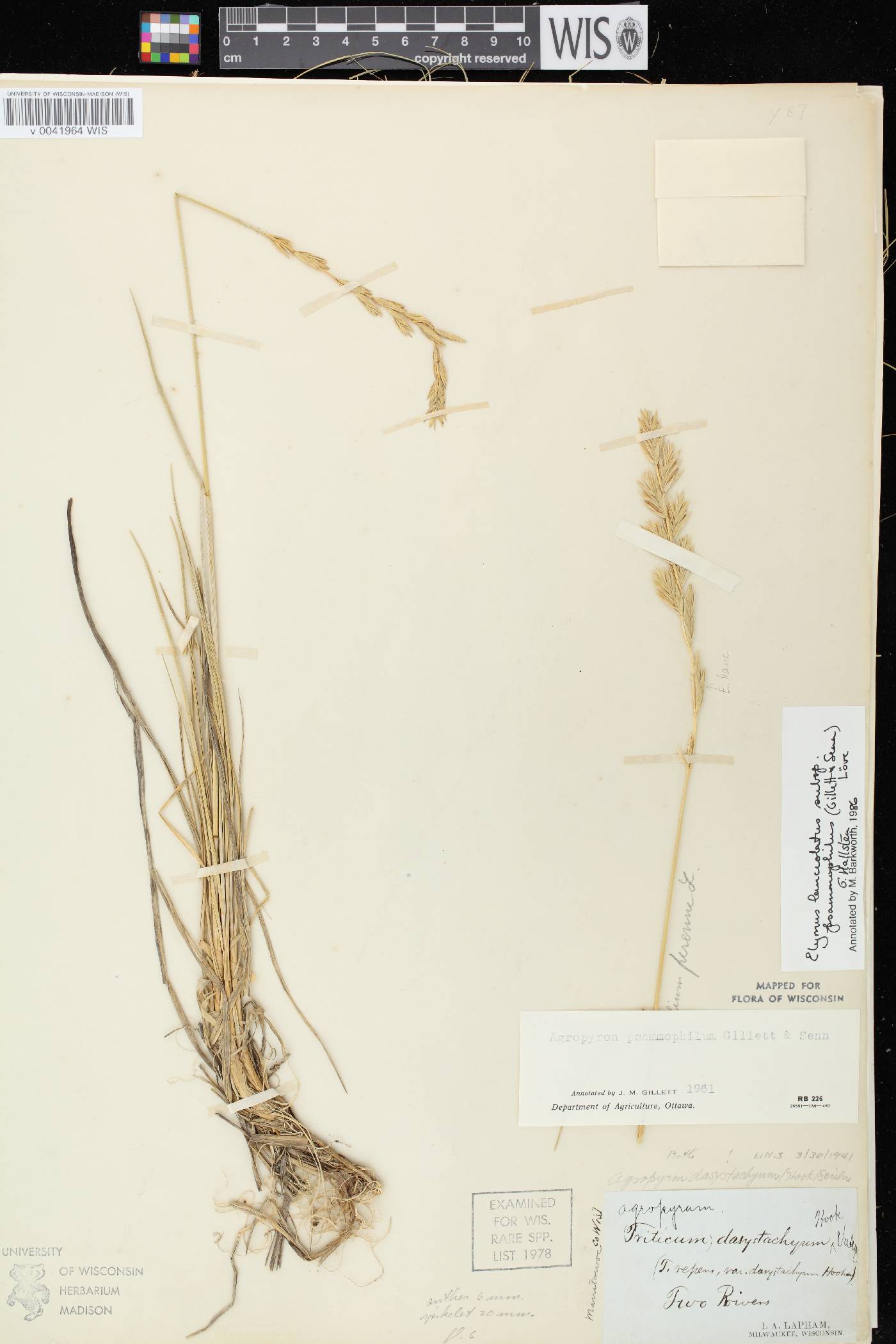 Elymus lanceolatus image