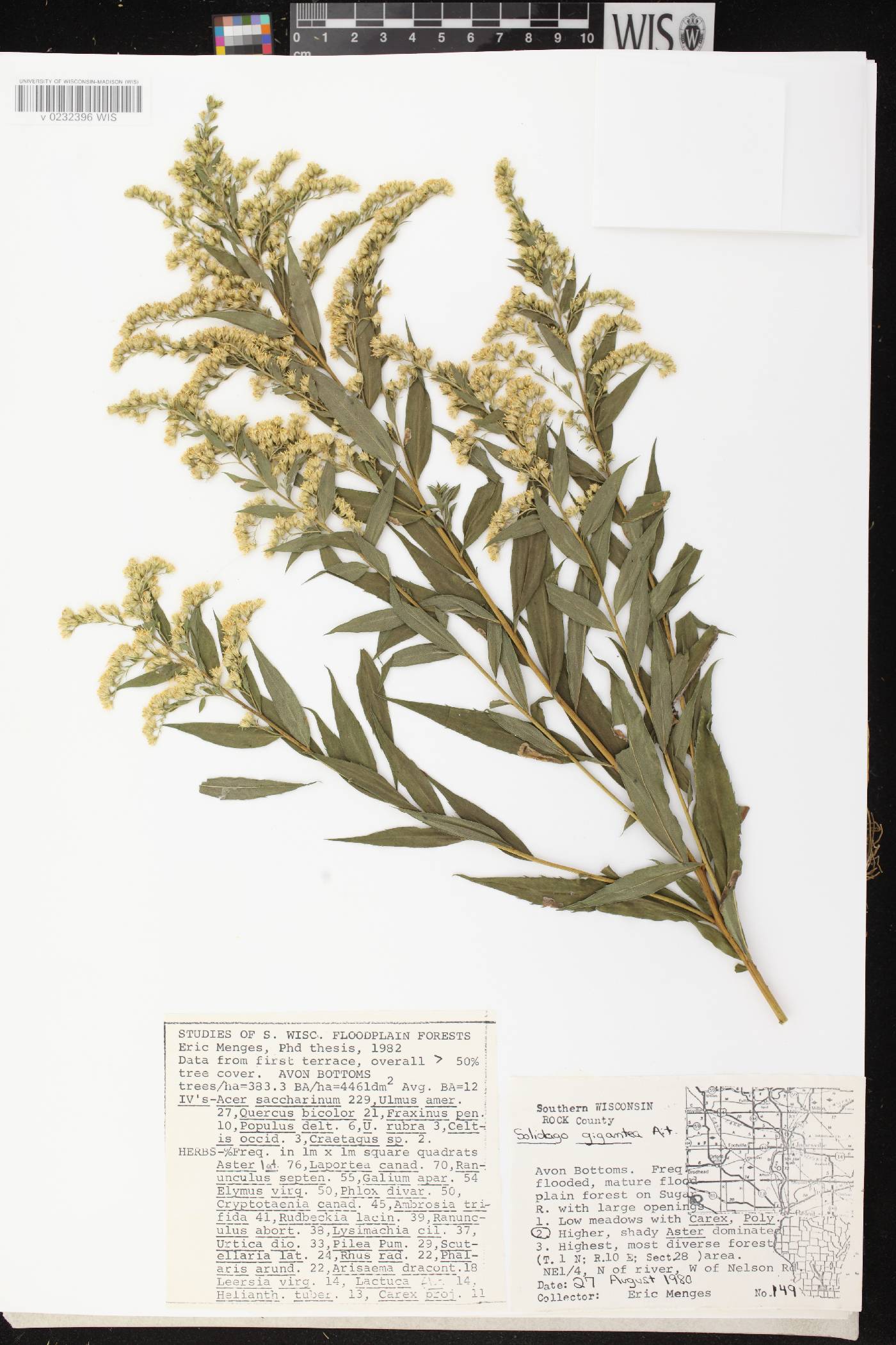Solidago gigantea image