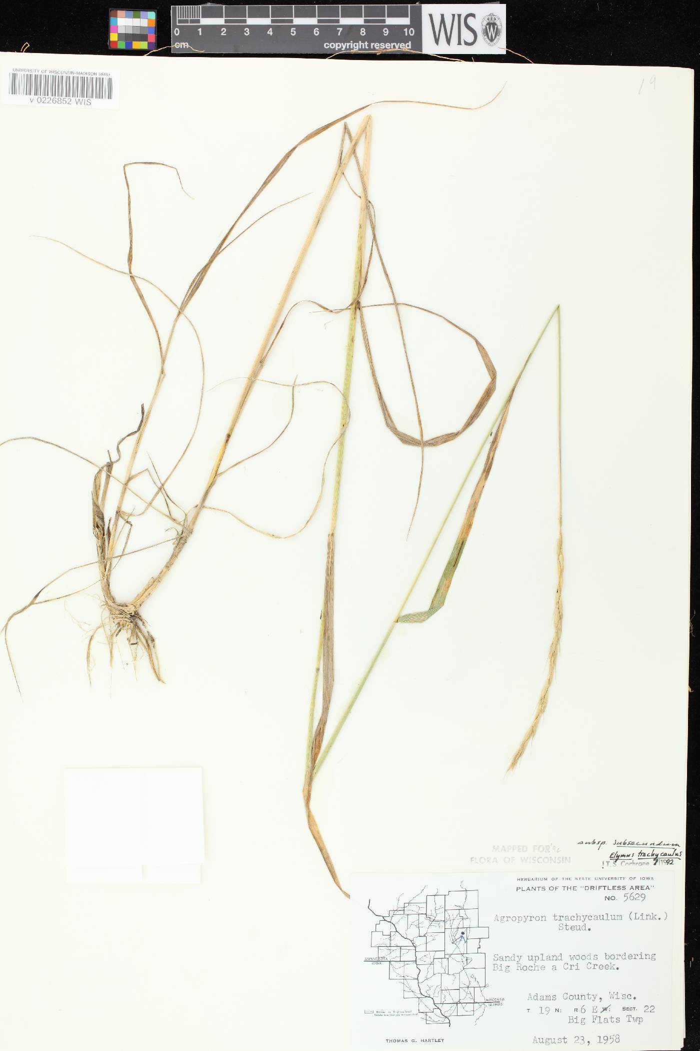 Elymus trachycaulus subsp. subsecundus image