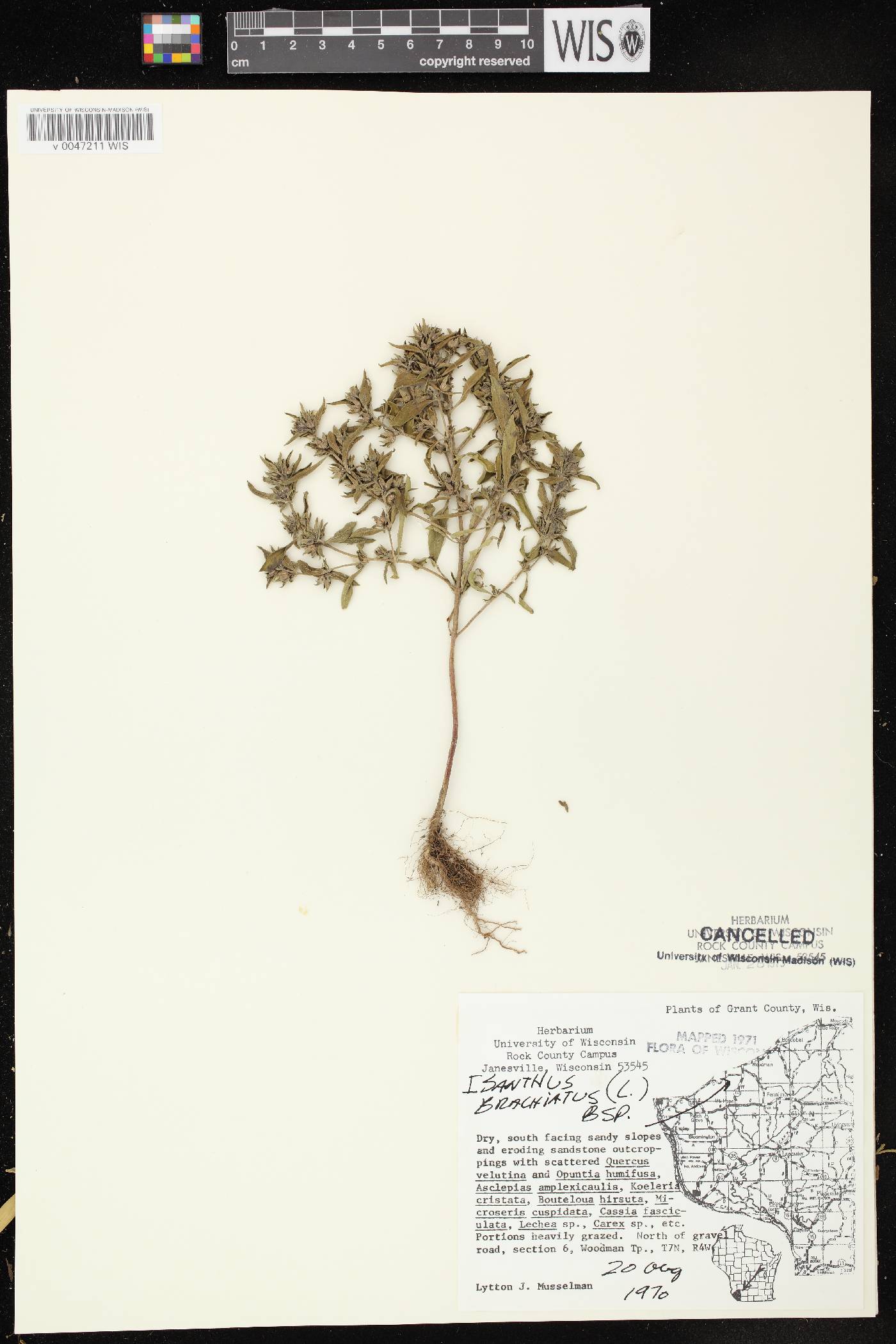 Trichostema brachiatum image