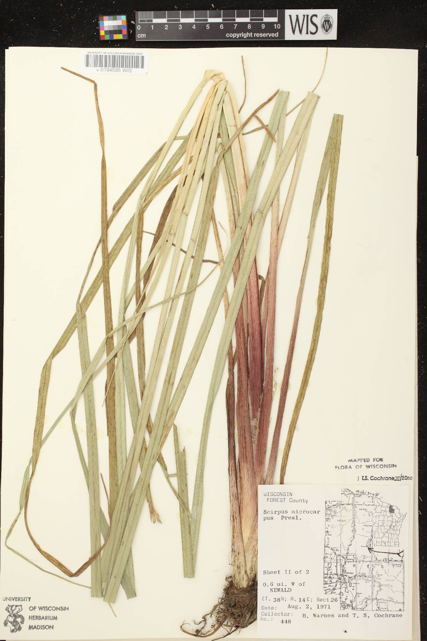 Scirpus microcarpus image