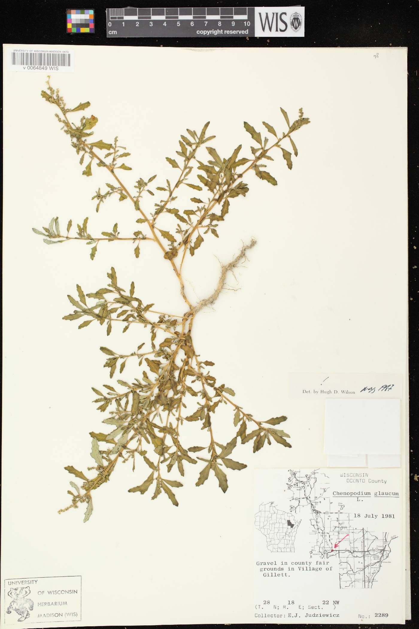 Chenopodium glaucum image