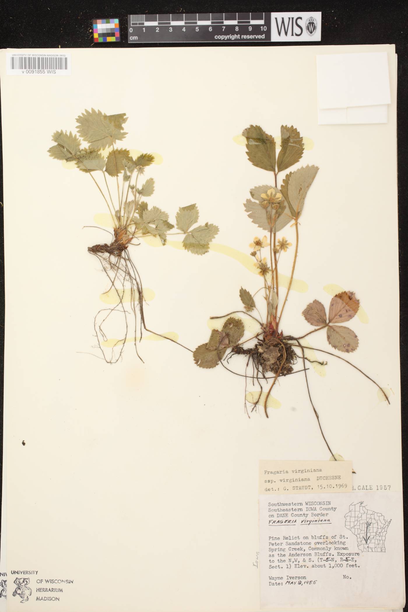 Fragaria virginiana image