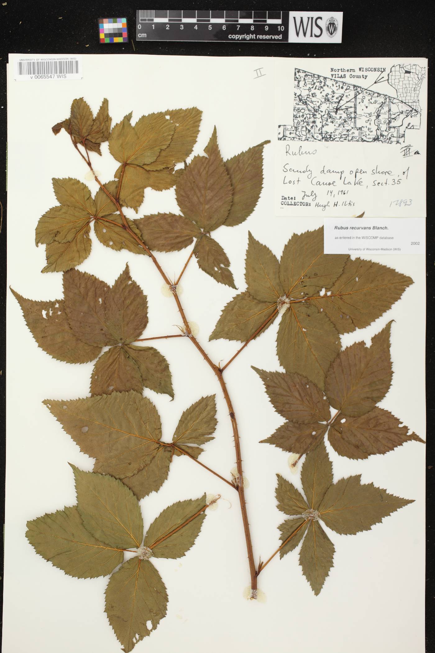 Rubus pensilvanicus image