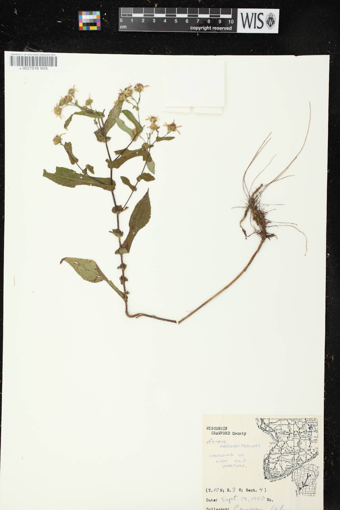 Symphyotrichum prenanthoides image