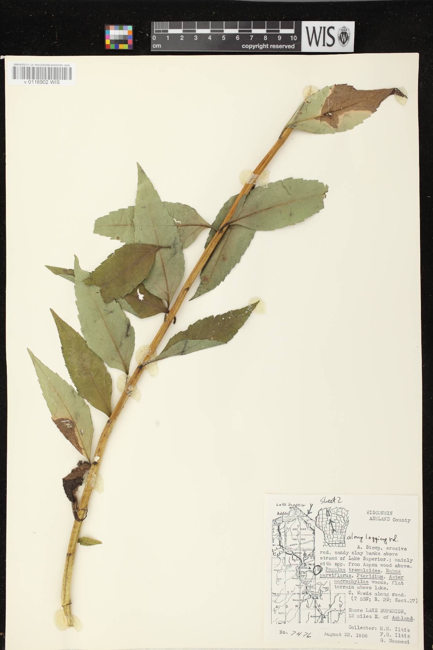 Helianthus giganteus image