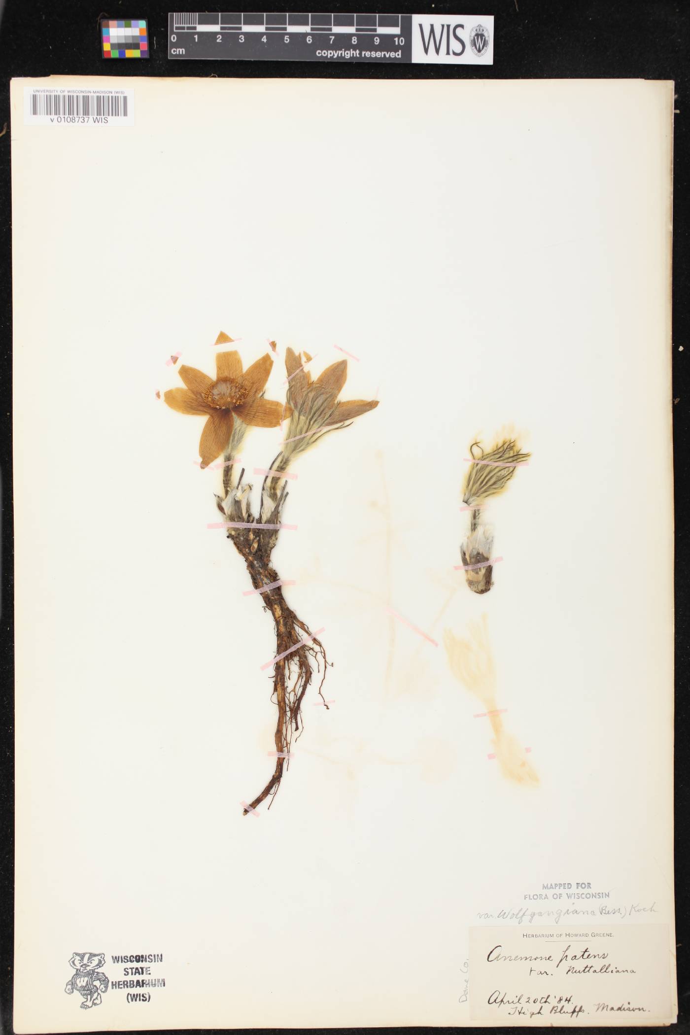 Anemone patens var. multifida image
