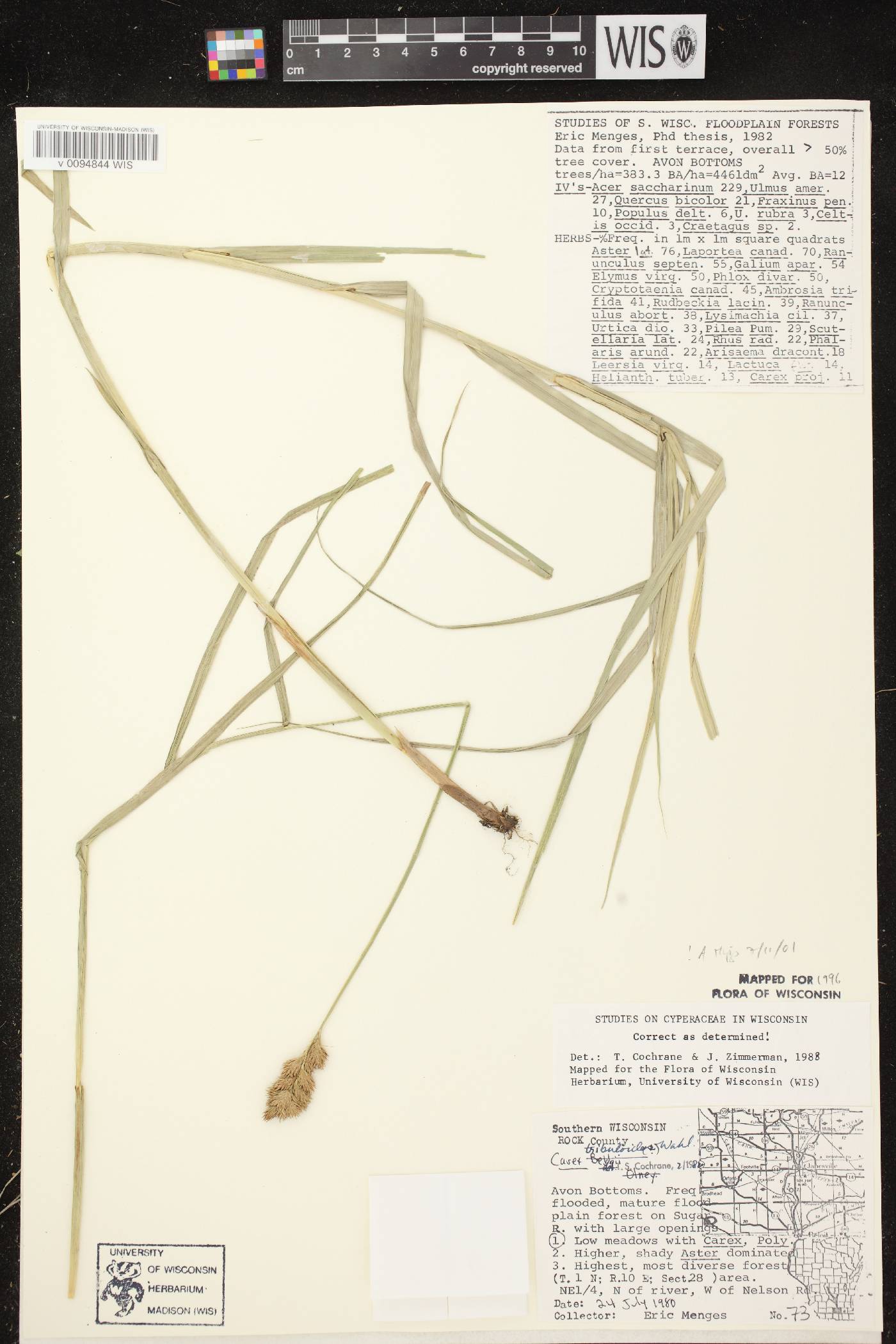 Carex tribuloides var. tribuloides image