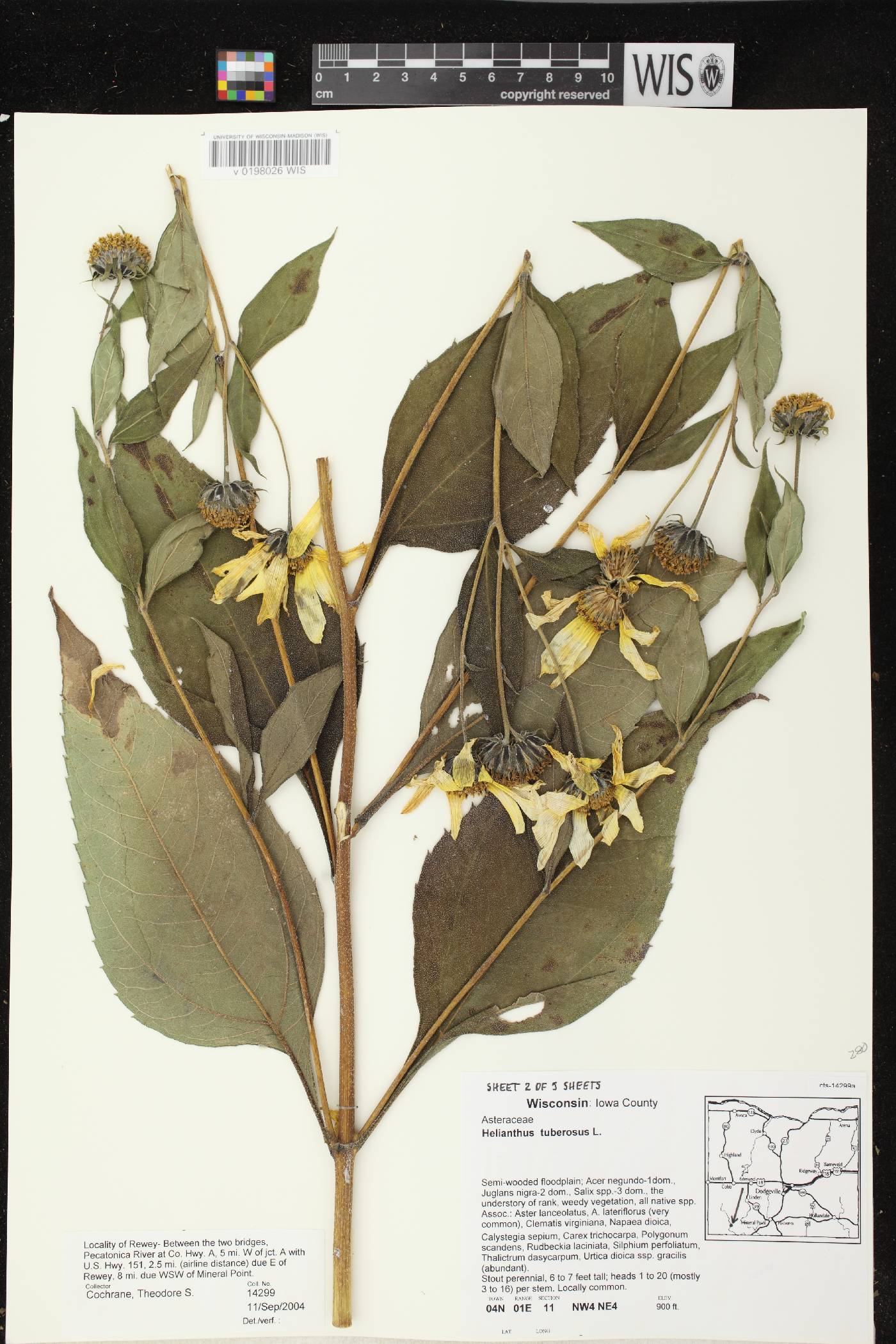 Helianthus tuberosus image