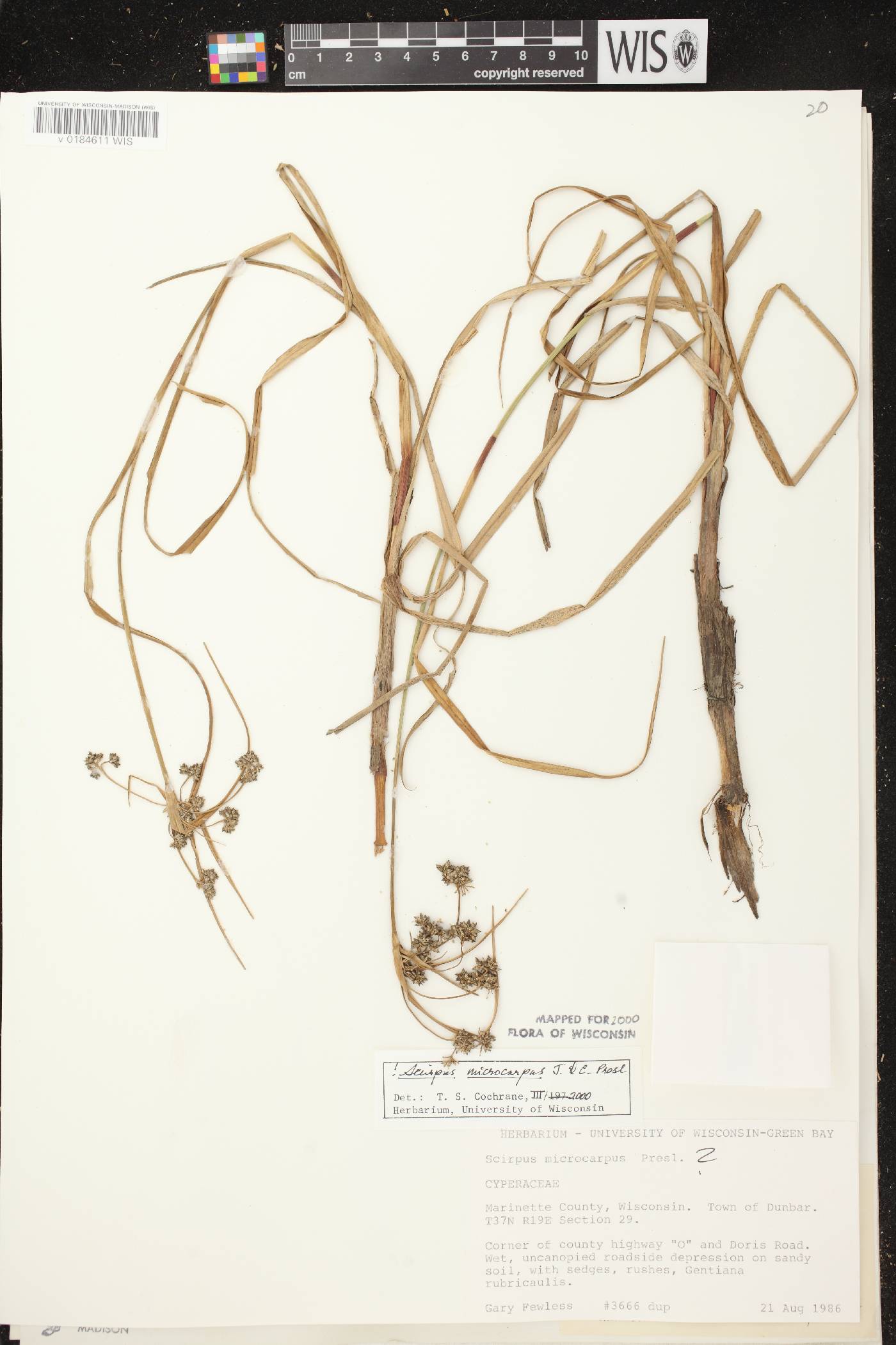 Scirpus microcarpus image