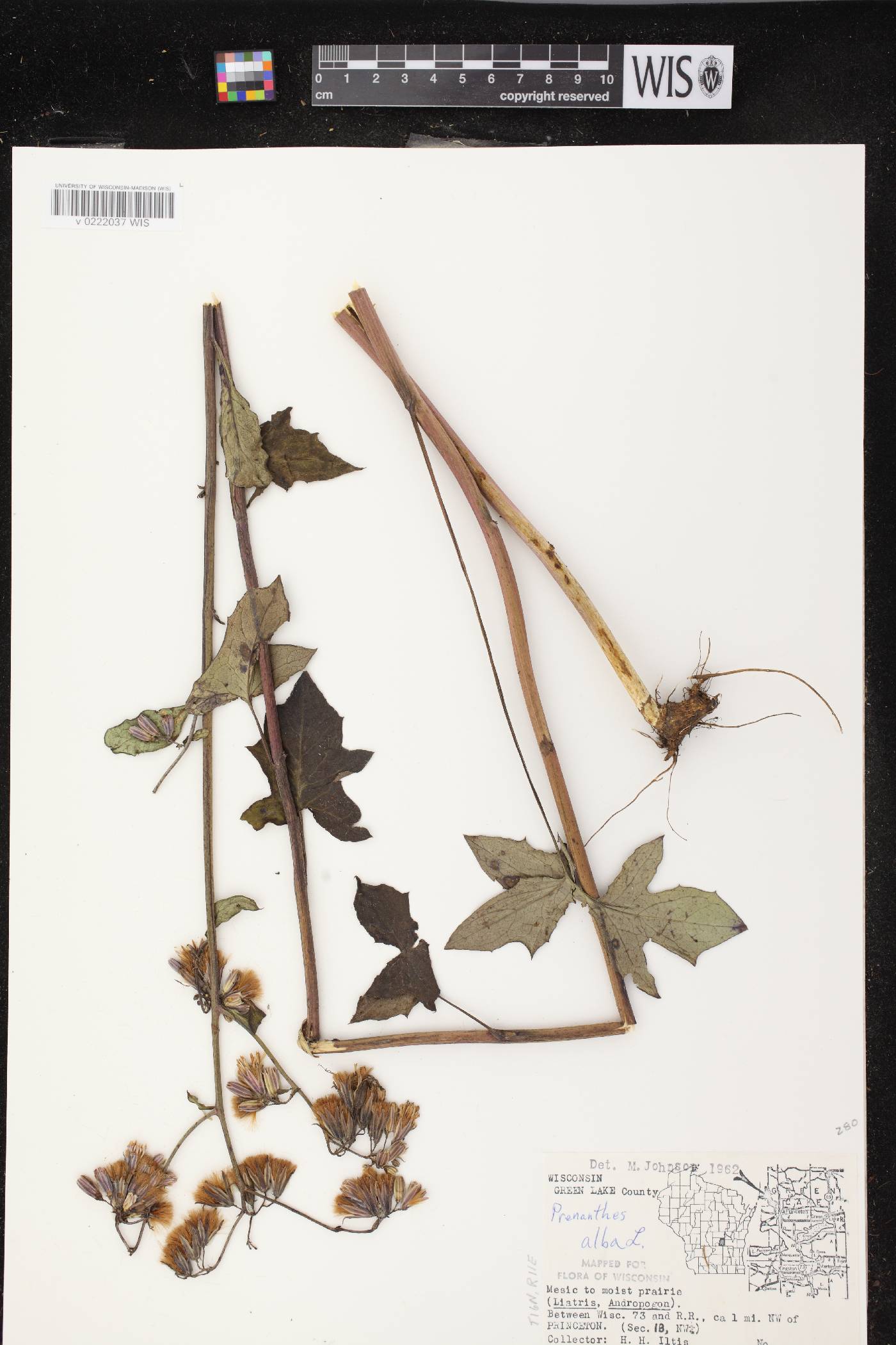 Prenanthes alba image