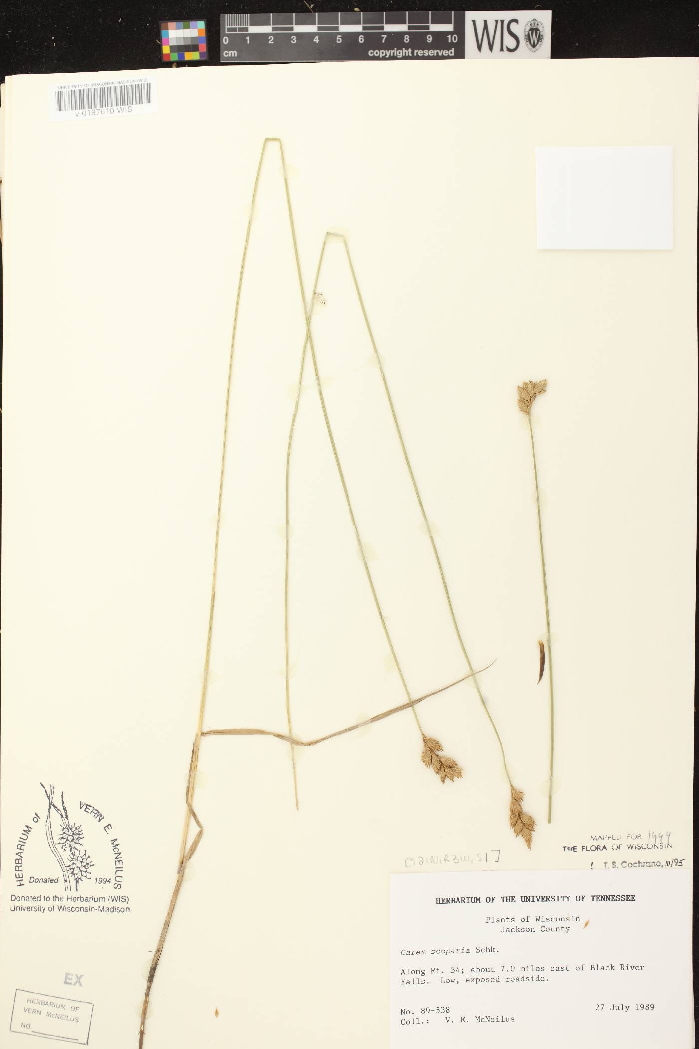 Carex scoparia var. scoparia image