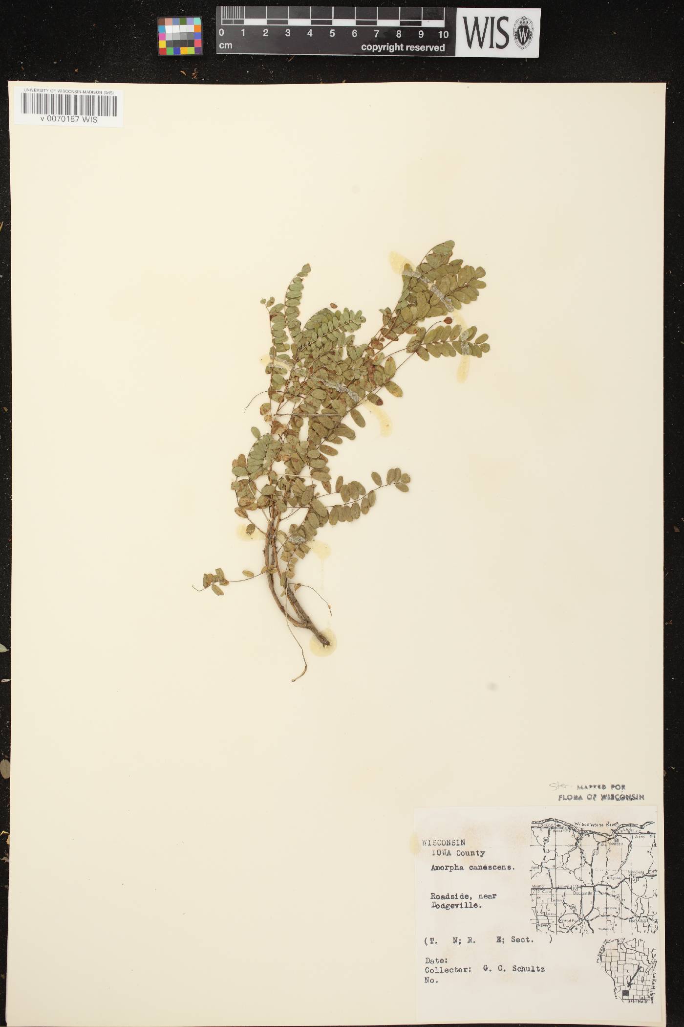 Amorpha canescens image