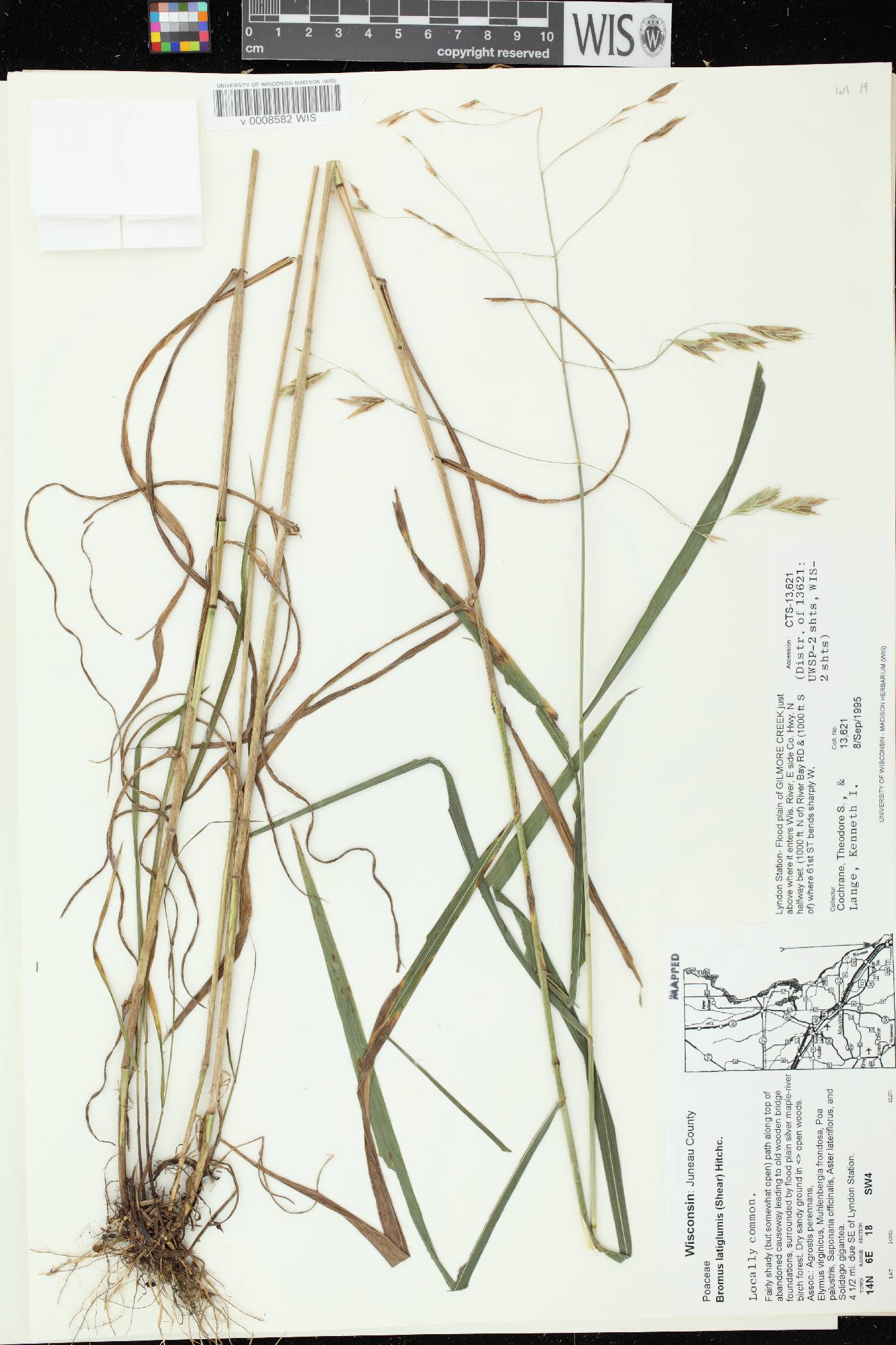 Bromus latiglumis image