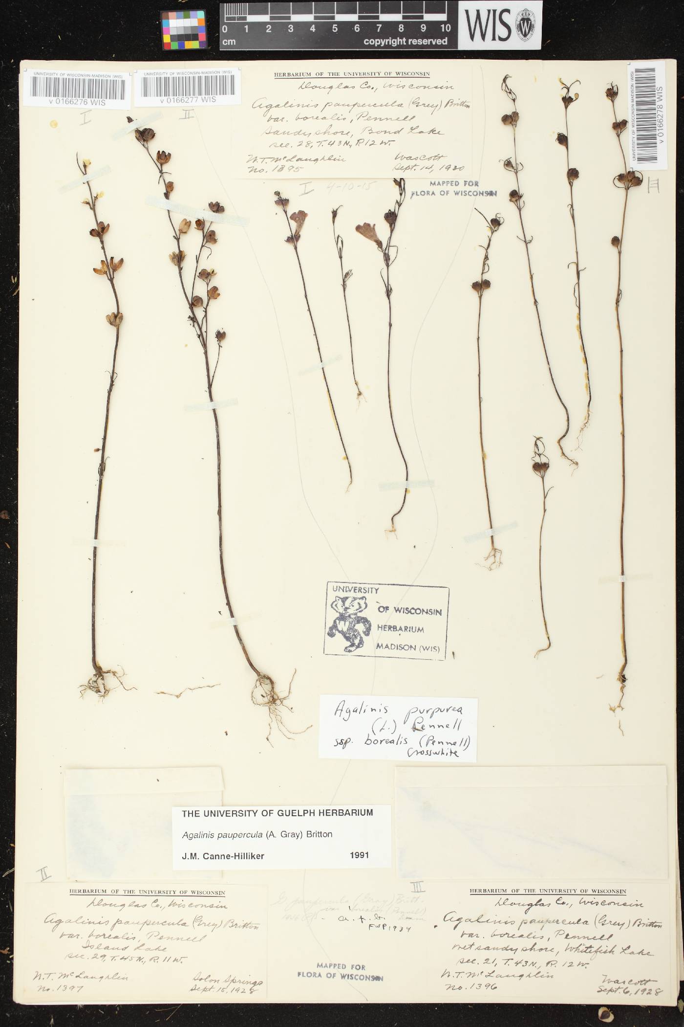 Agalinis paupercula image