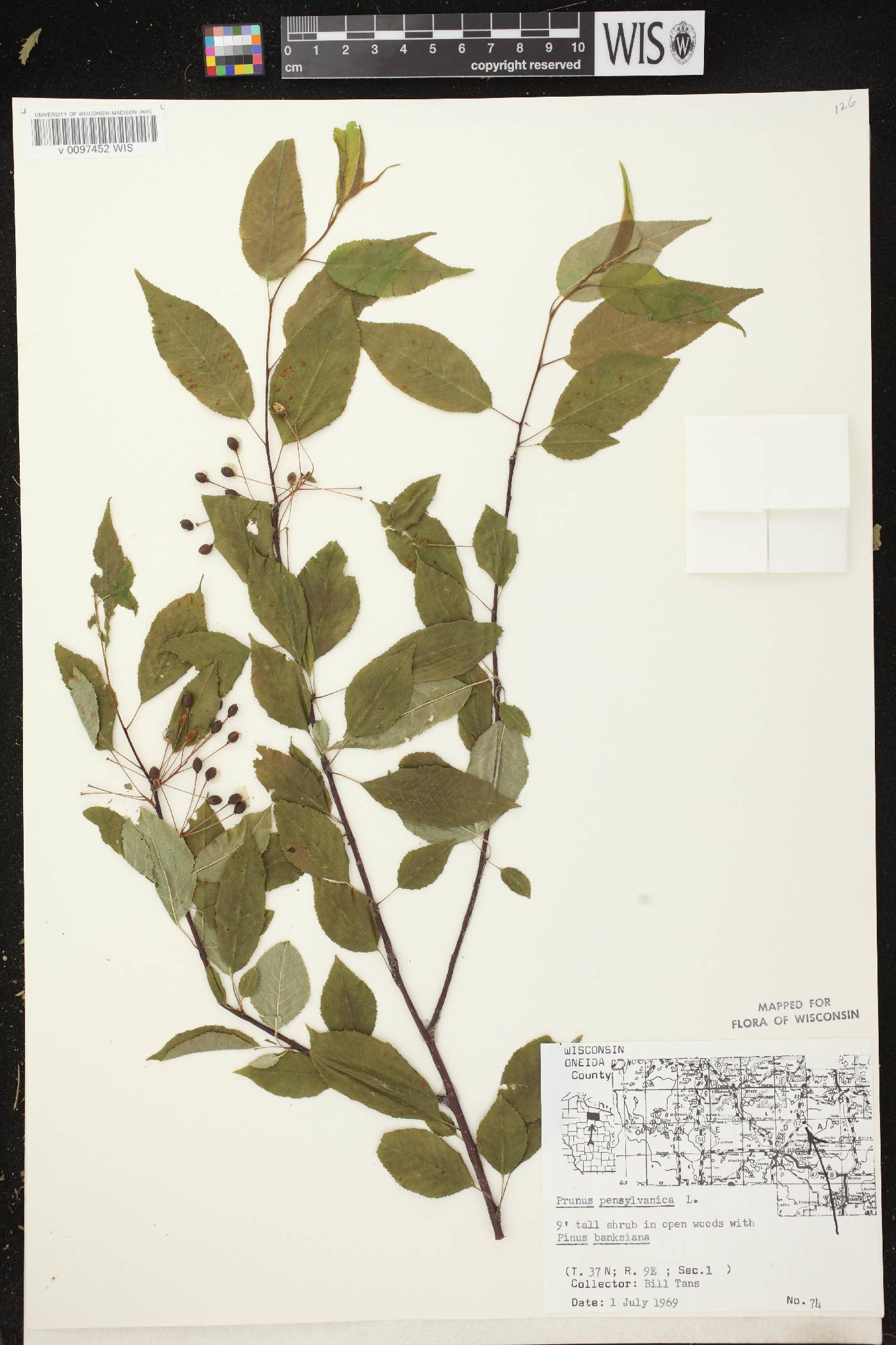 Prunus pensylvanica image