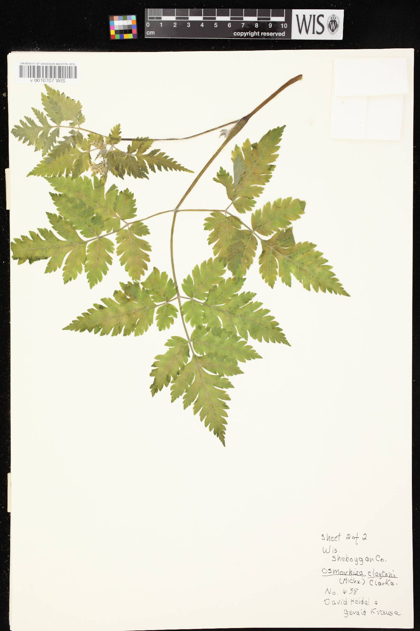 Osmorhiza claytonii image