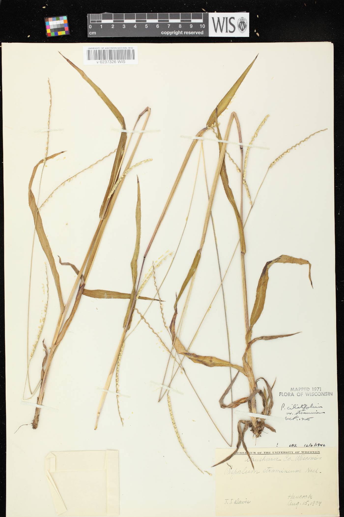 Paspalum setaceum var. stramineum image