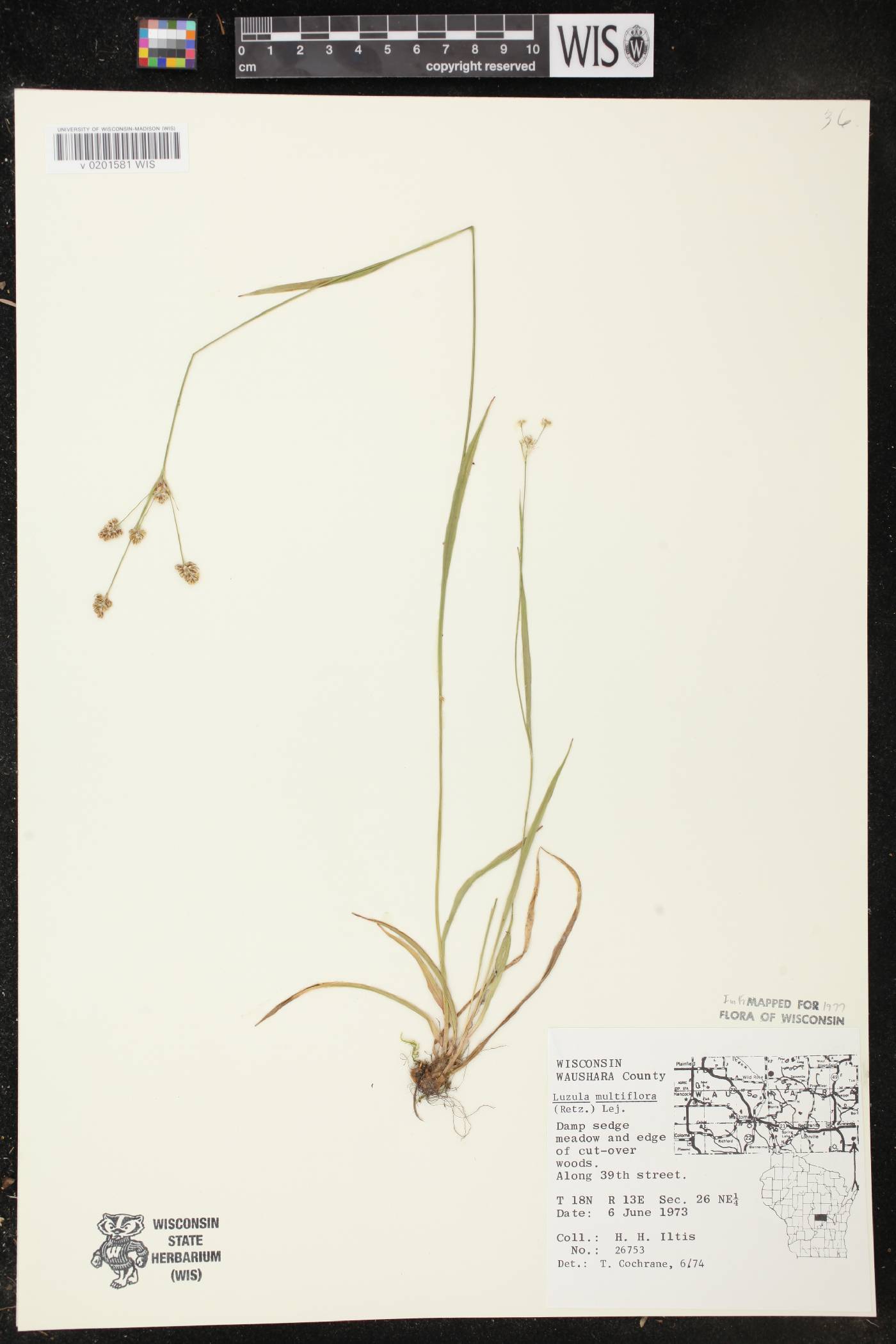 Luzula multiflora image