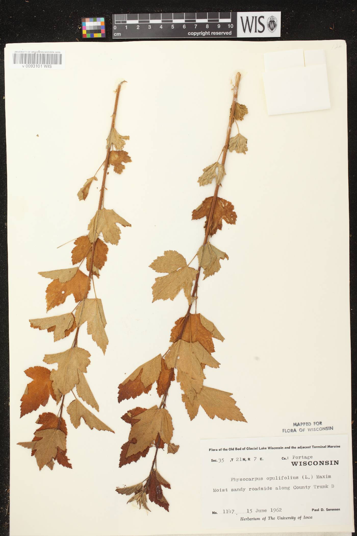 Physocarpus opulifolius image