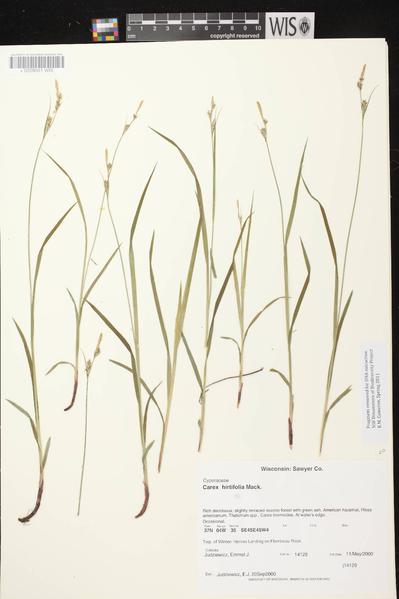 Carex hirtifolia image