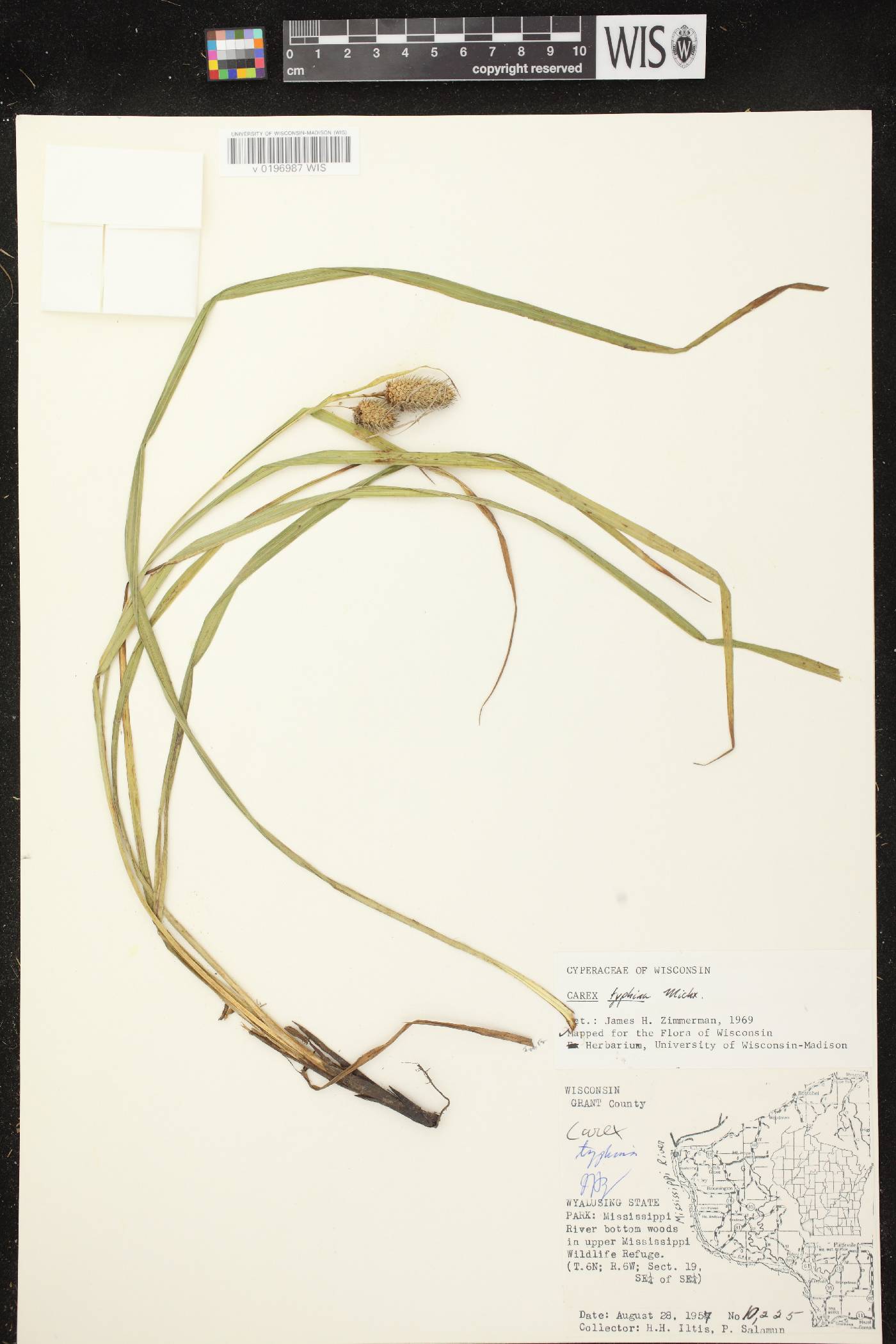 Carex typhina image