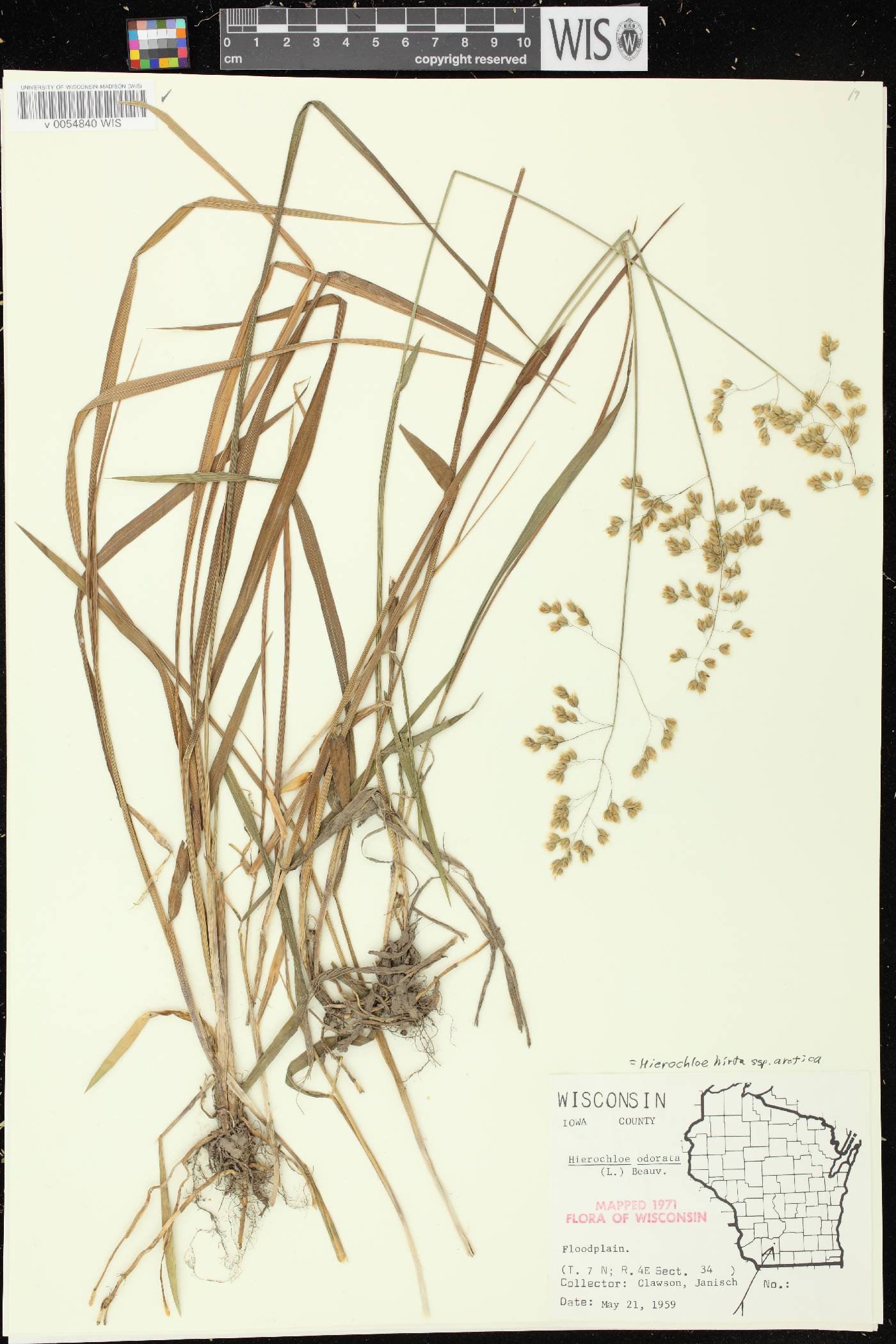 Anthoxanthum hirtum subsp. arcticum image