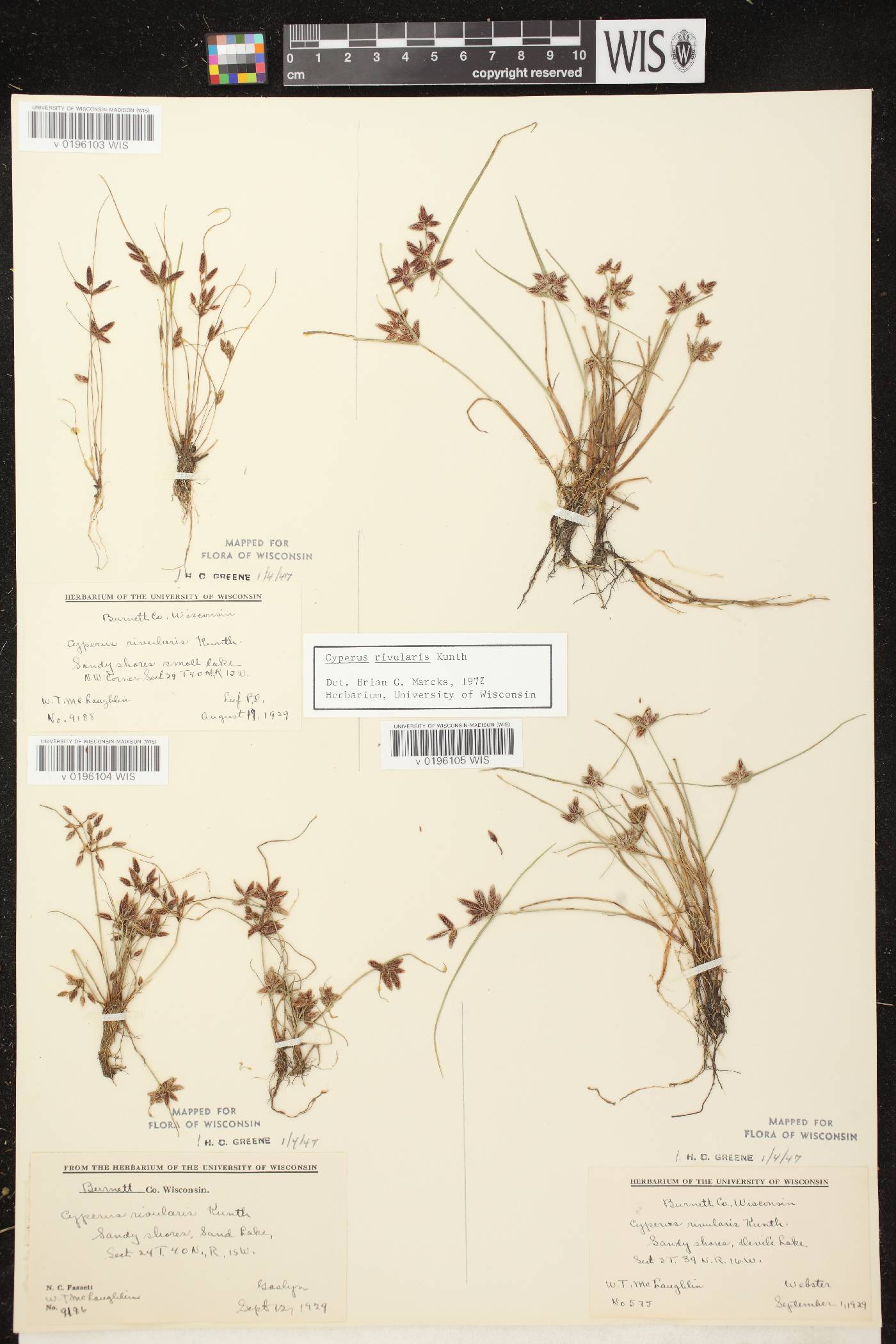 Cyperus bipartitus image