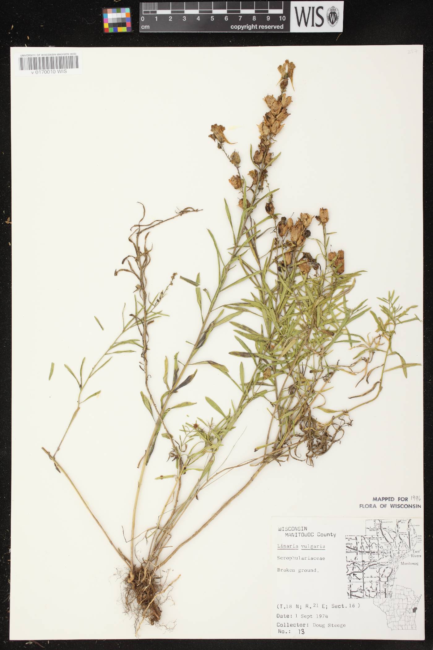 Linaria vulgaris image