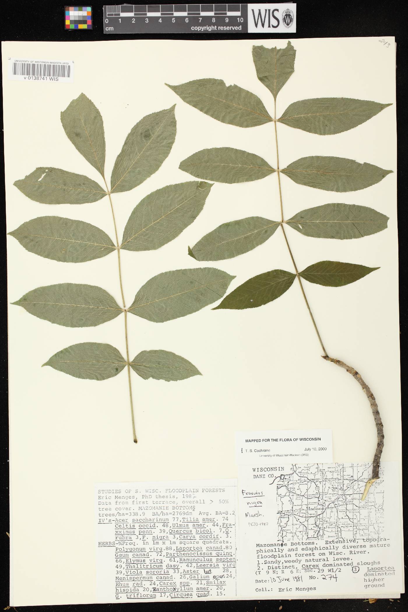 Fraxinus nigra image