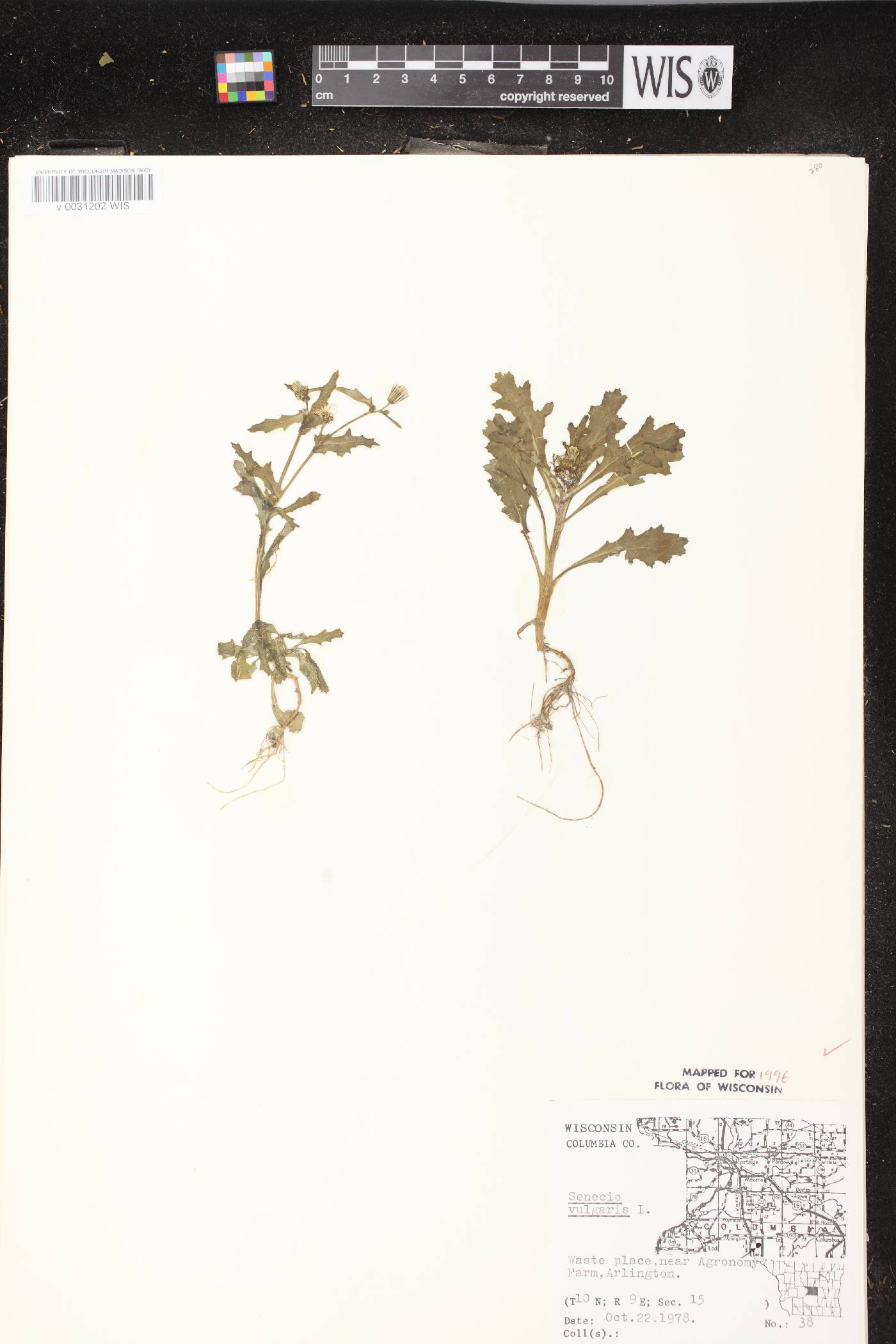 Senecio vulgaris image