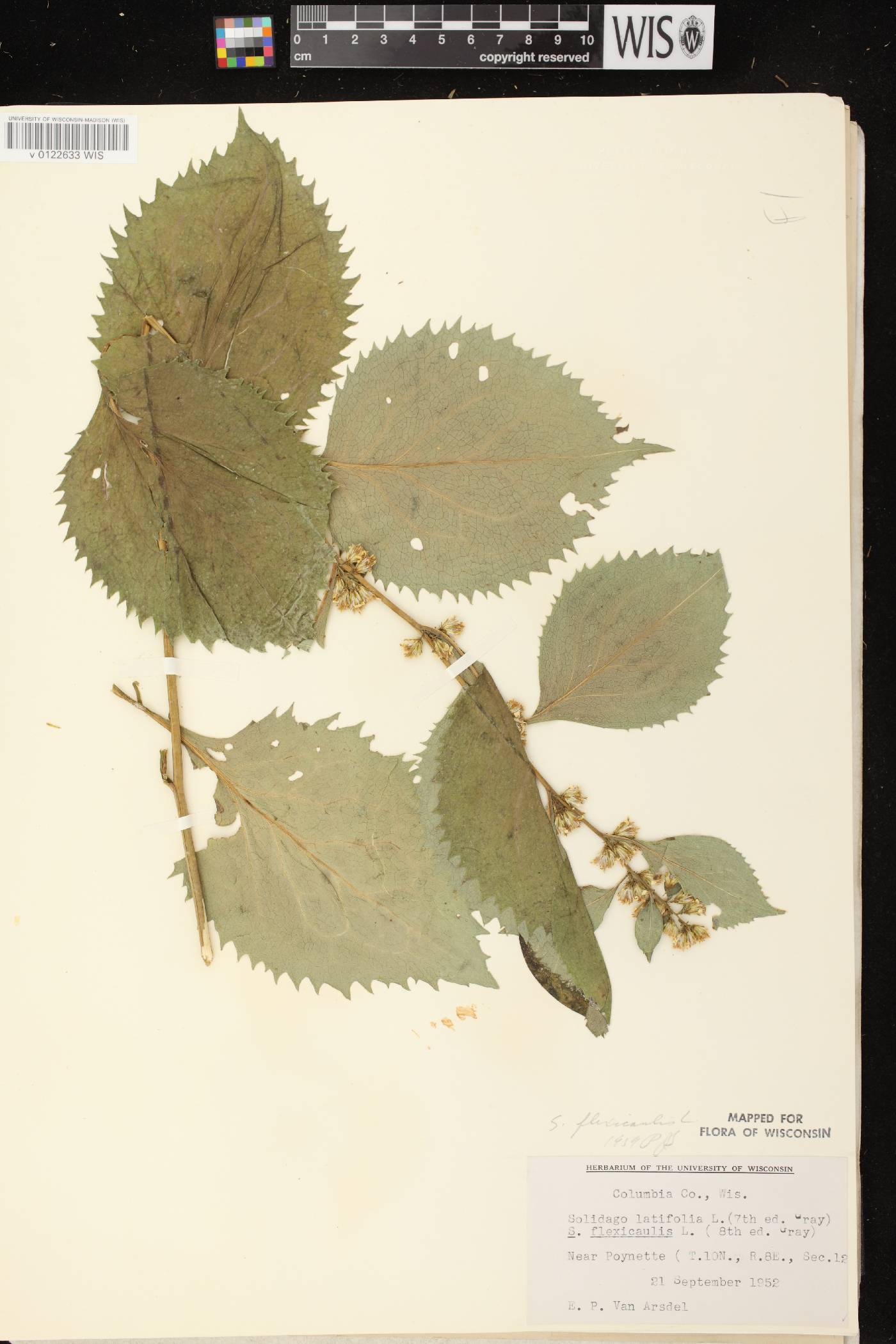 Solidago flexicaulis image