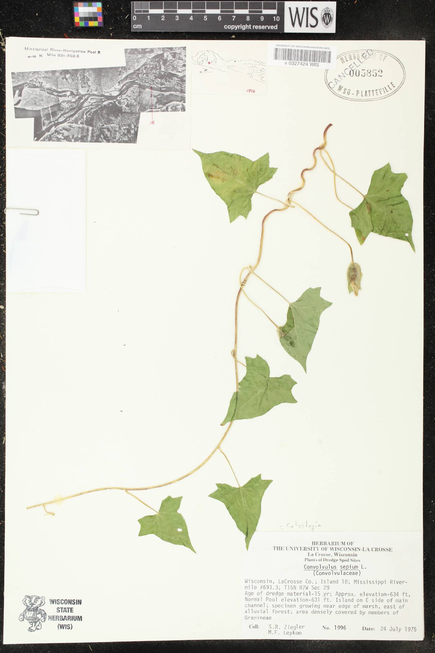 Calystegia sepium image