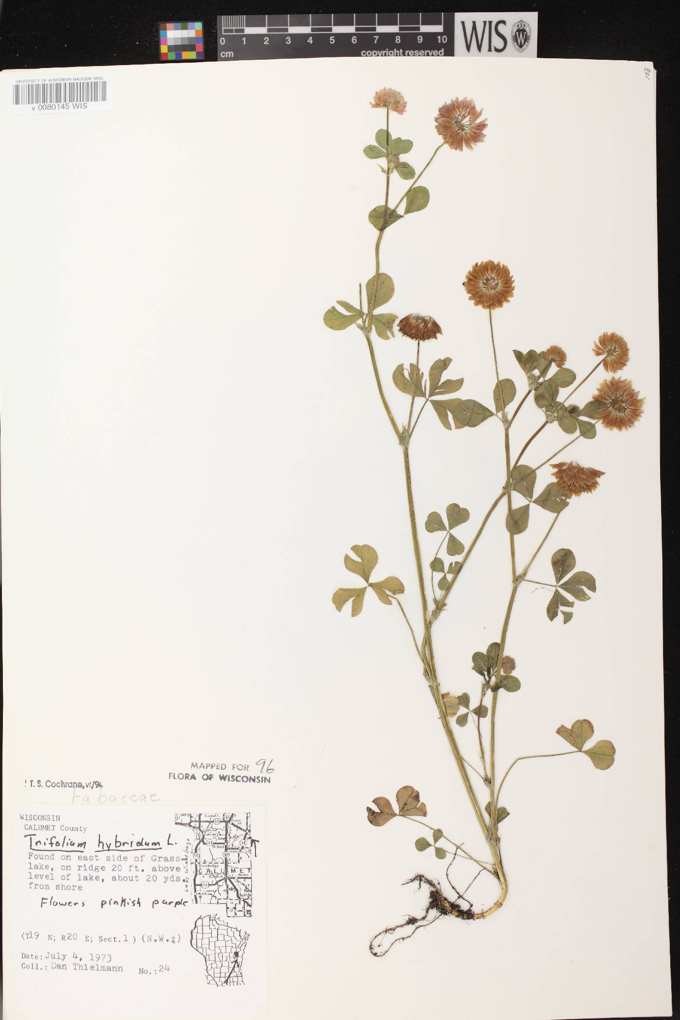 Trifolium hybridum image