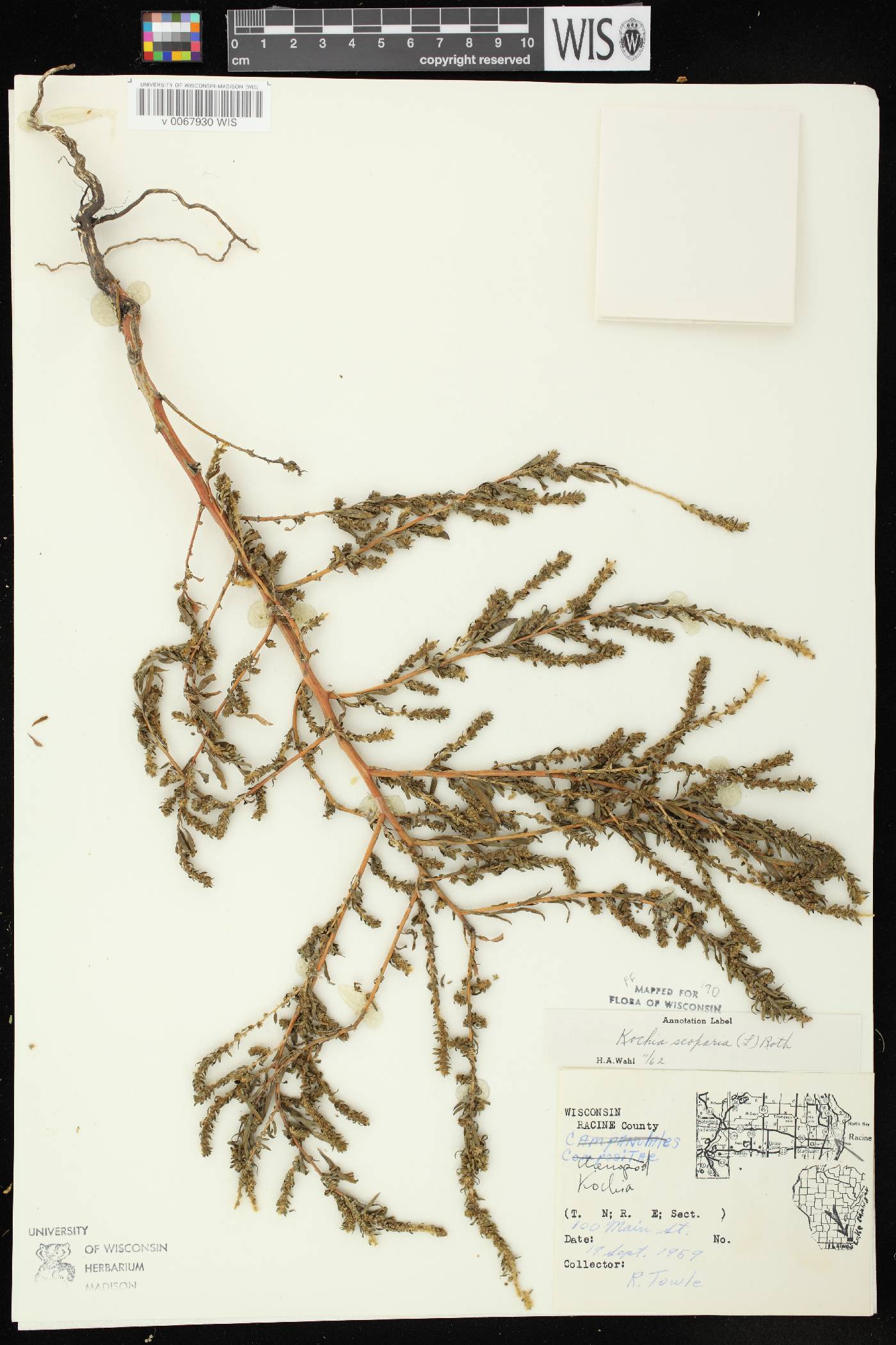 Bassia scoparia image